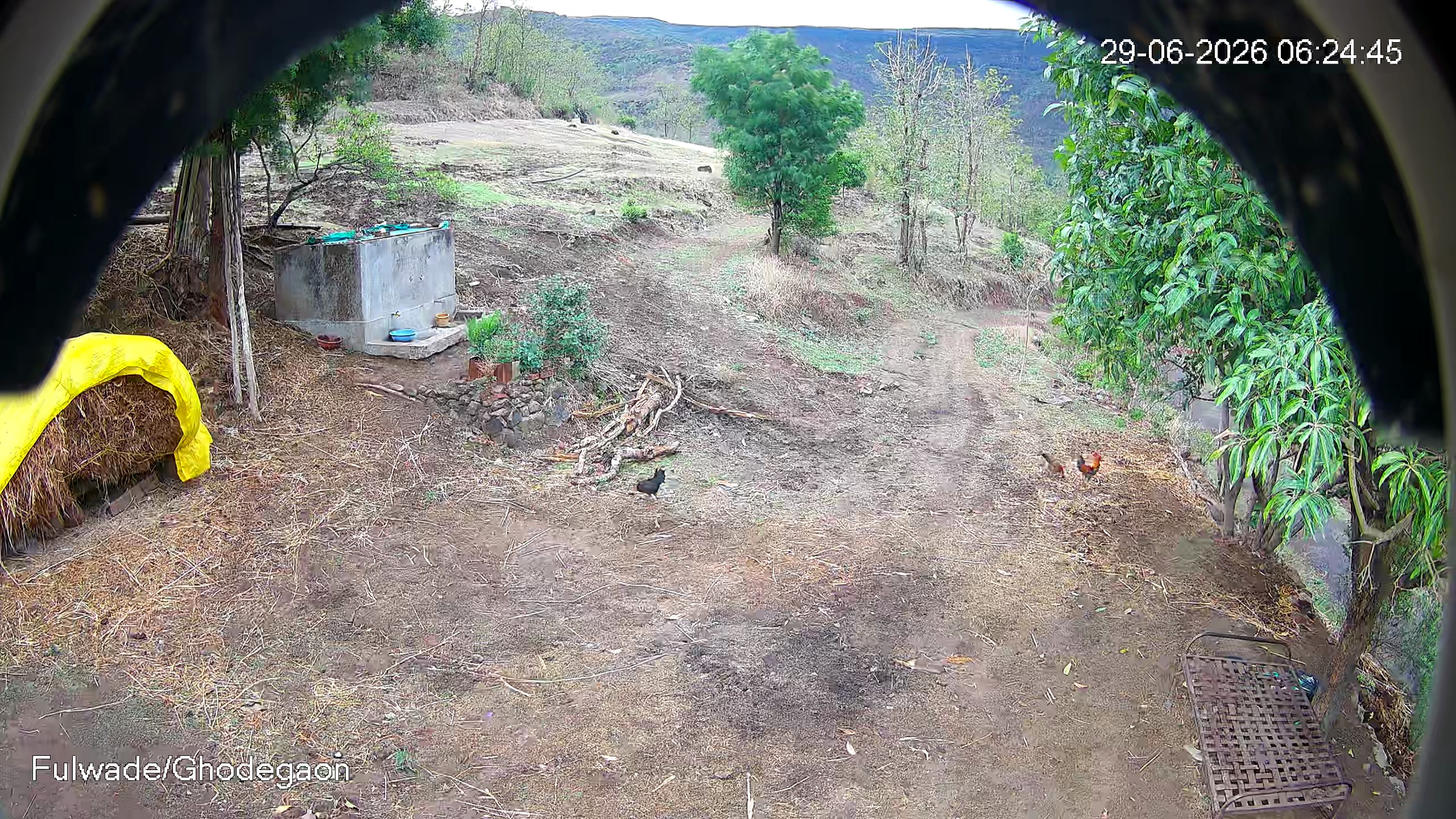 Leopard Image