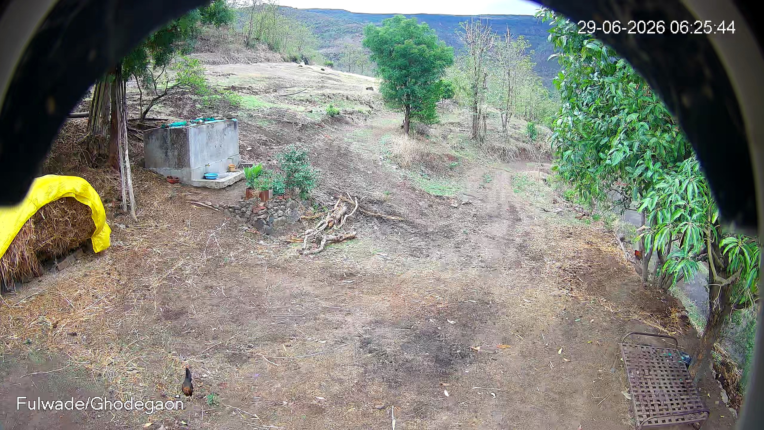 Leopard Image