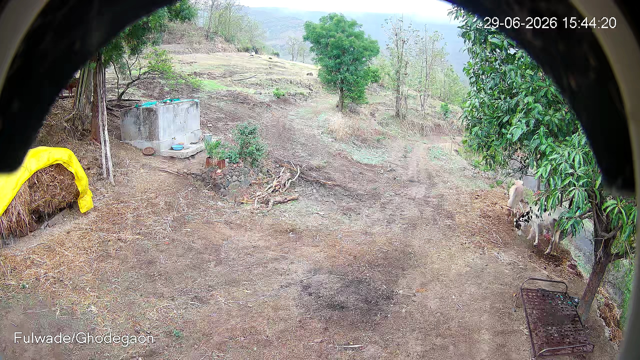 Leopard Image