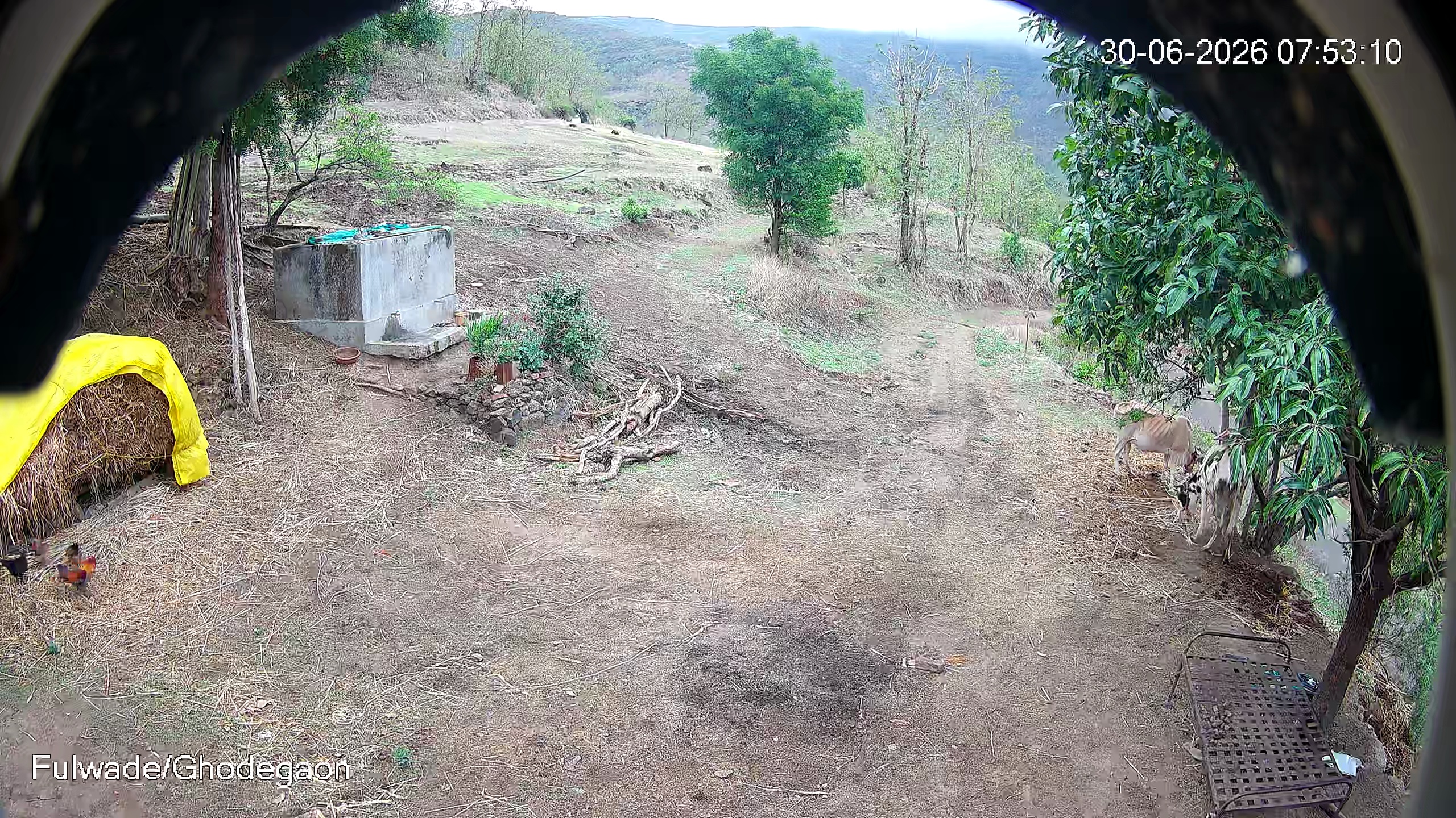 Leopard Image