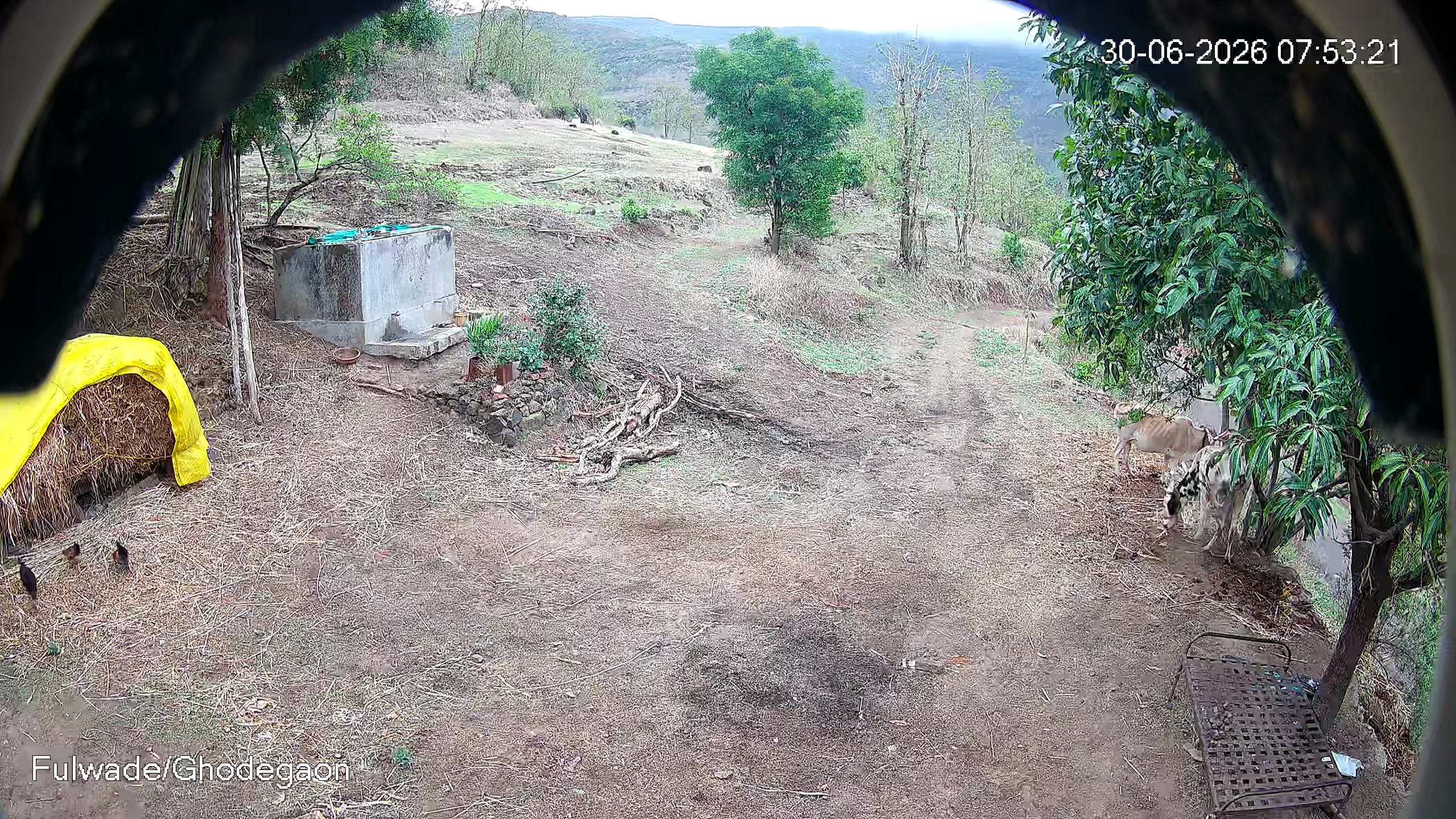 Leopard Image