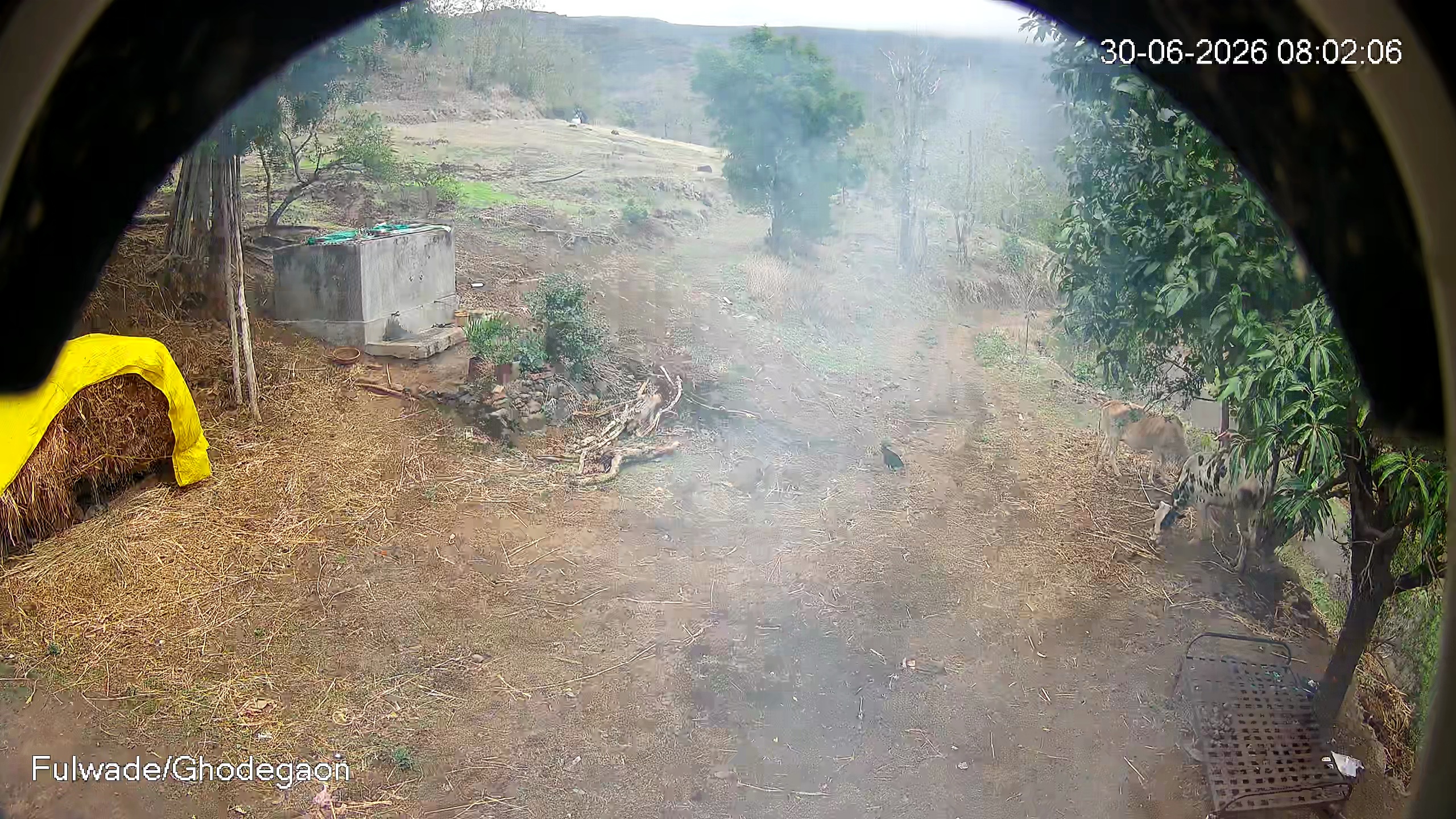 Leopard Image