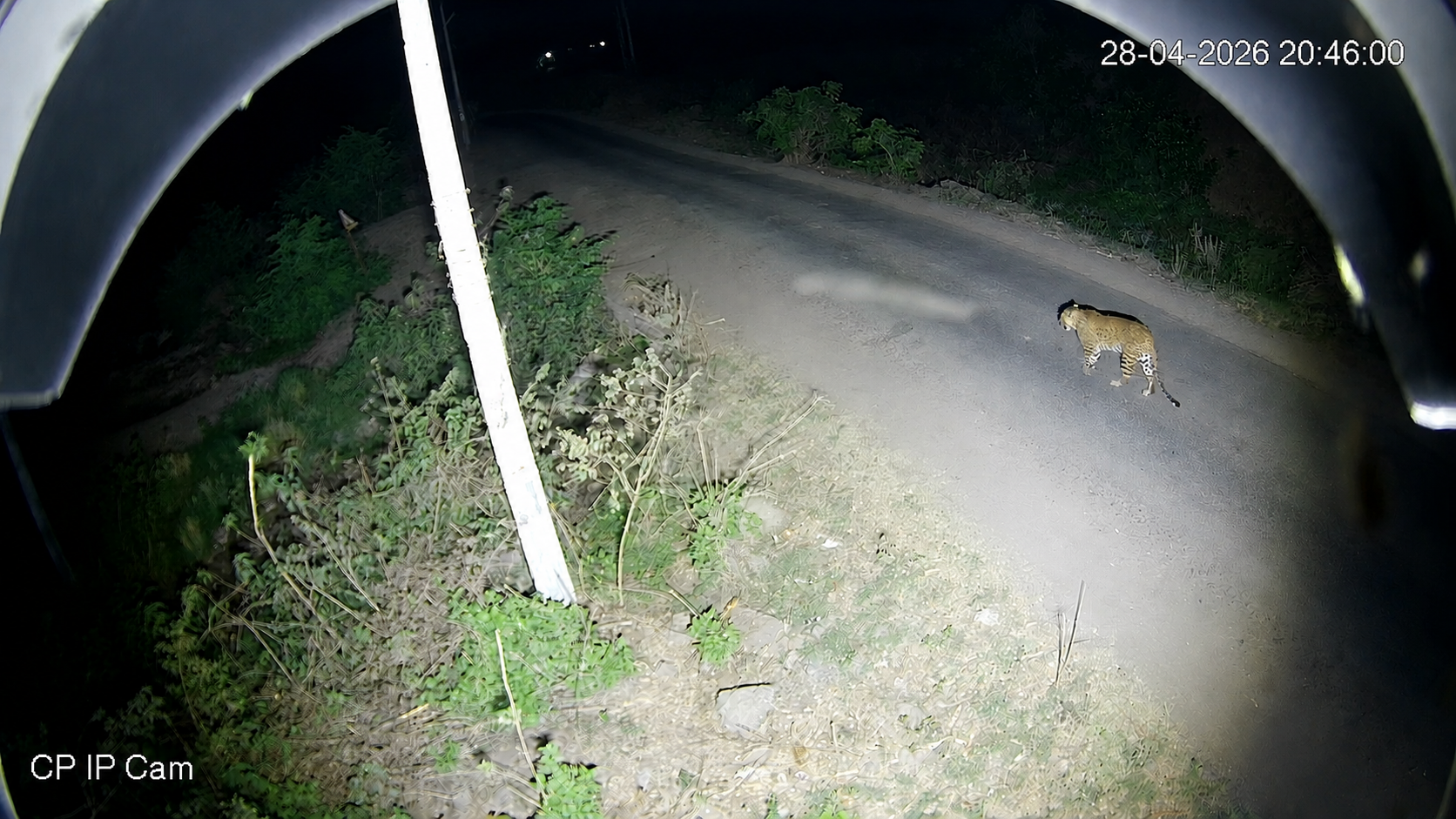 Leopard Image