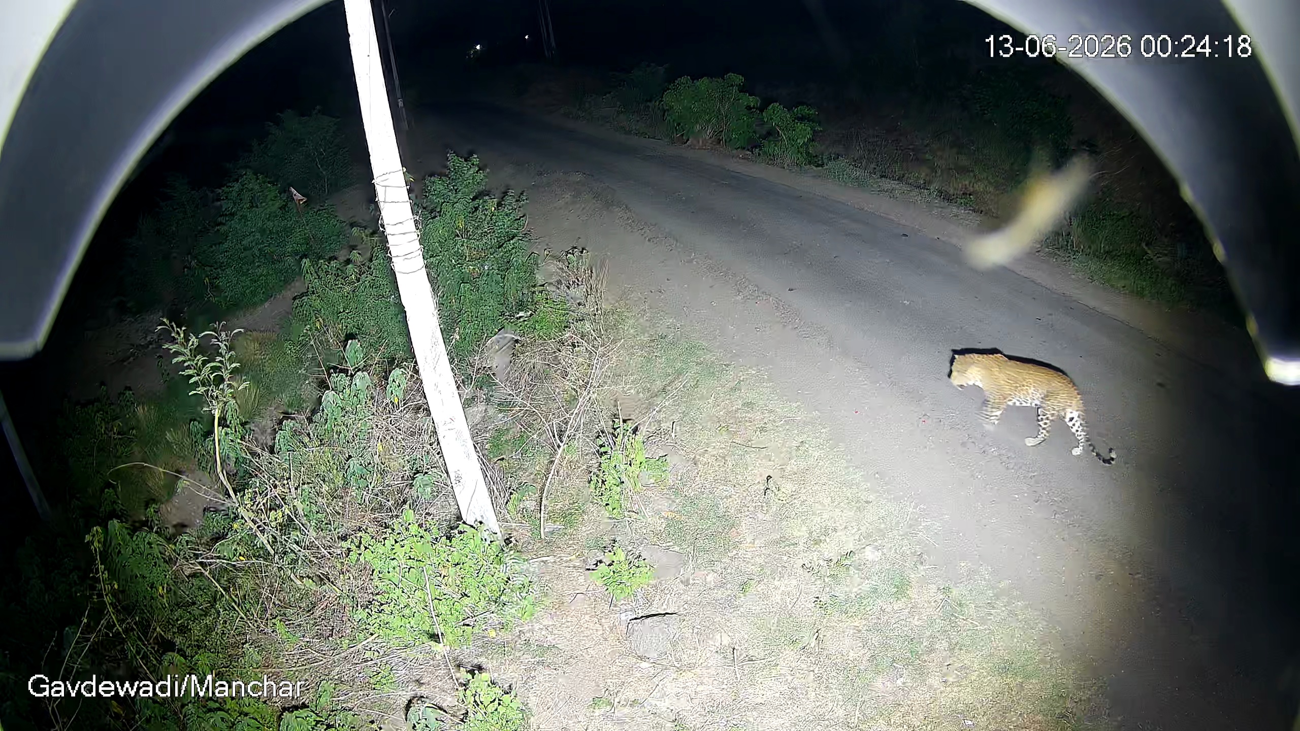 Leopard Image