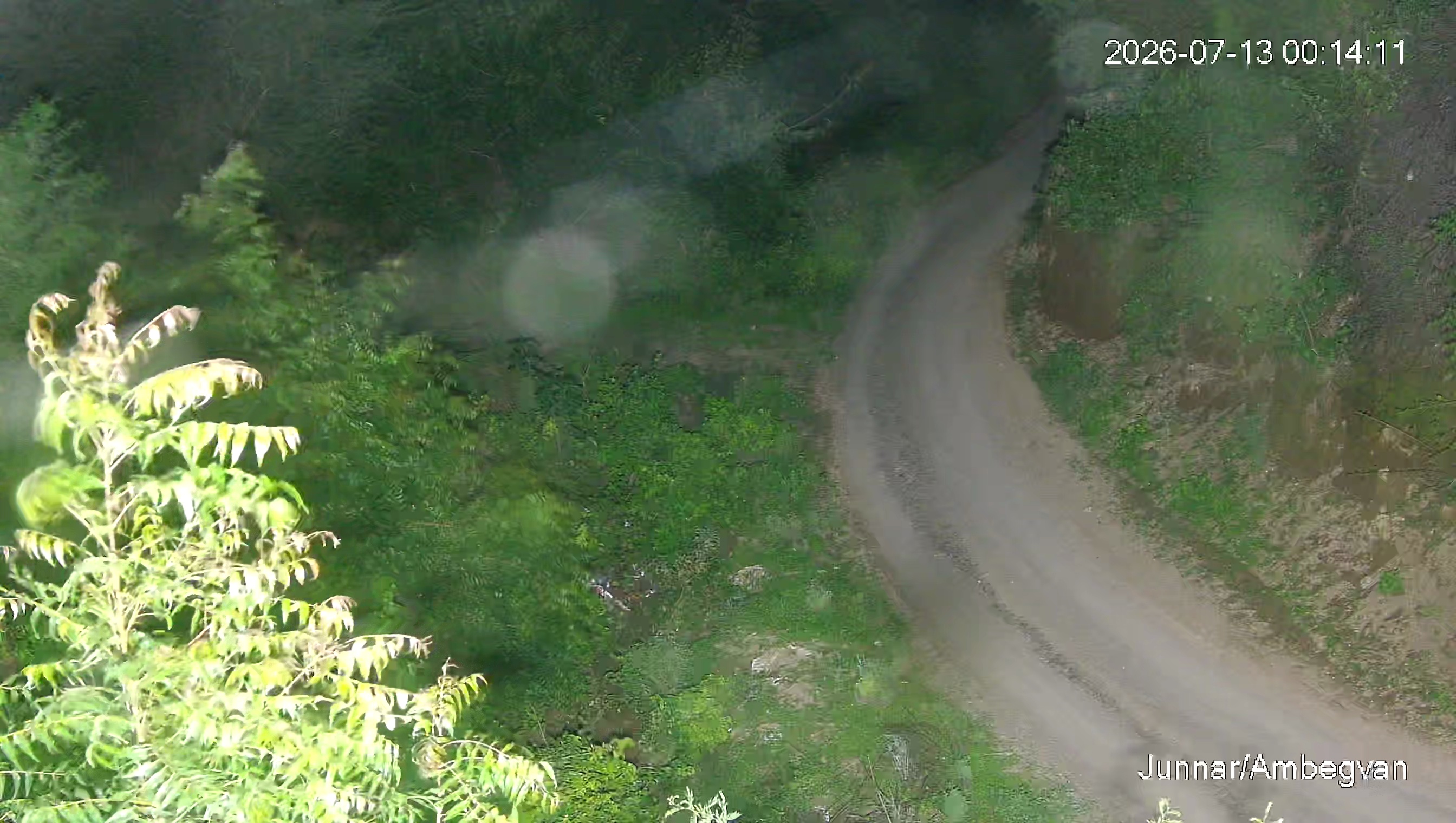 Leopard Image