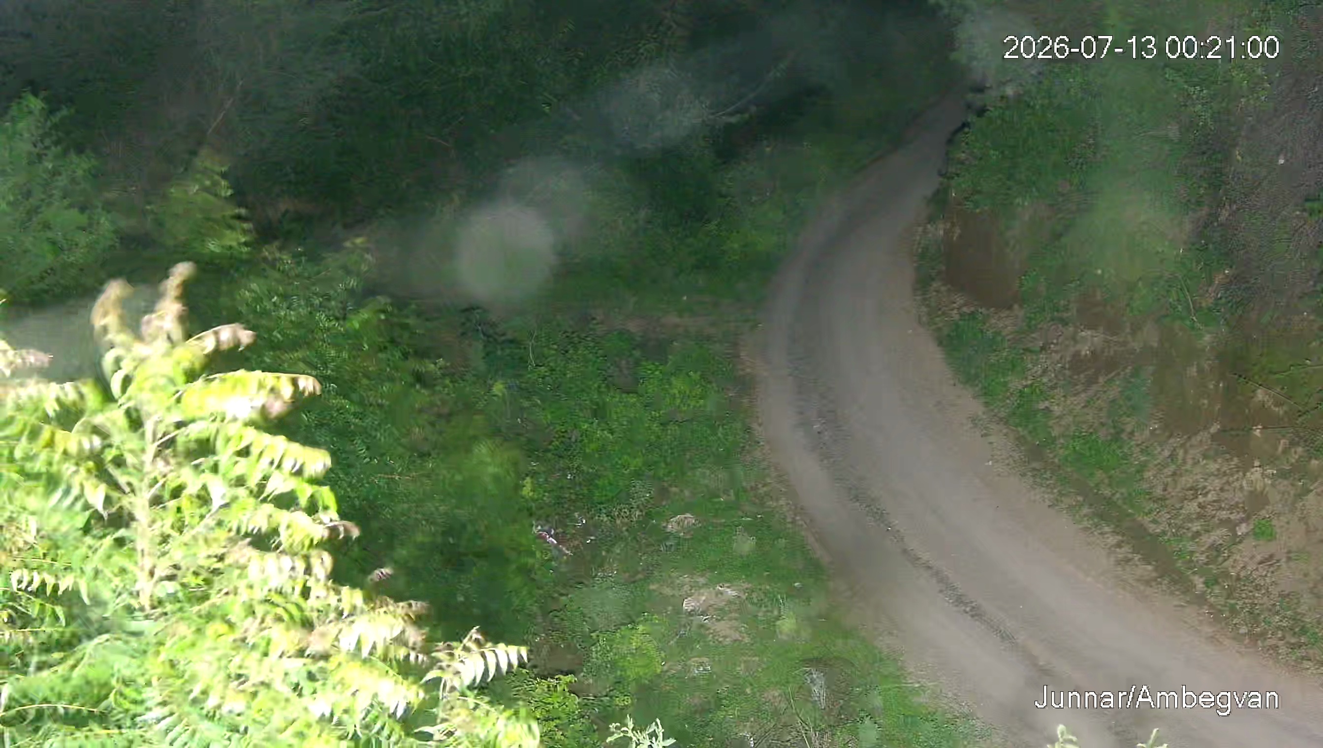 Leopard Image