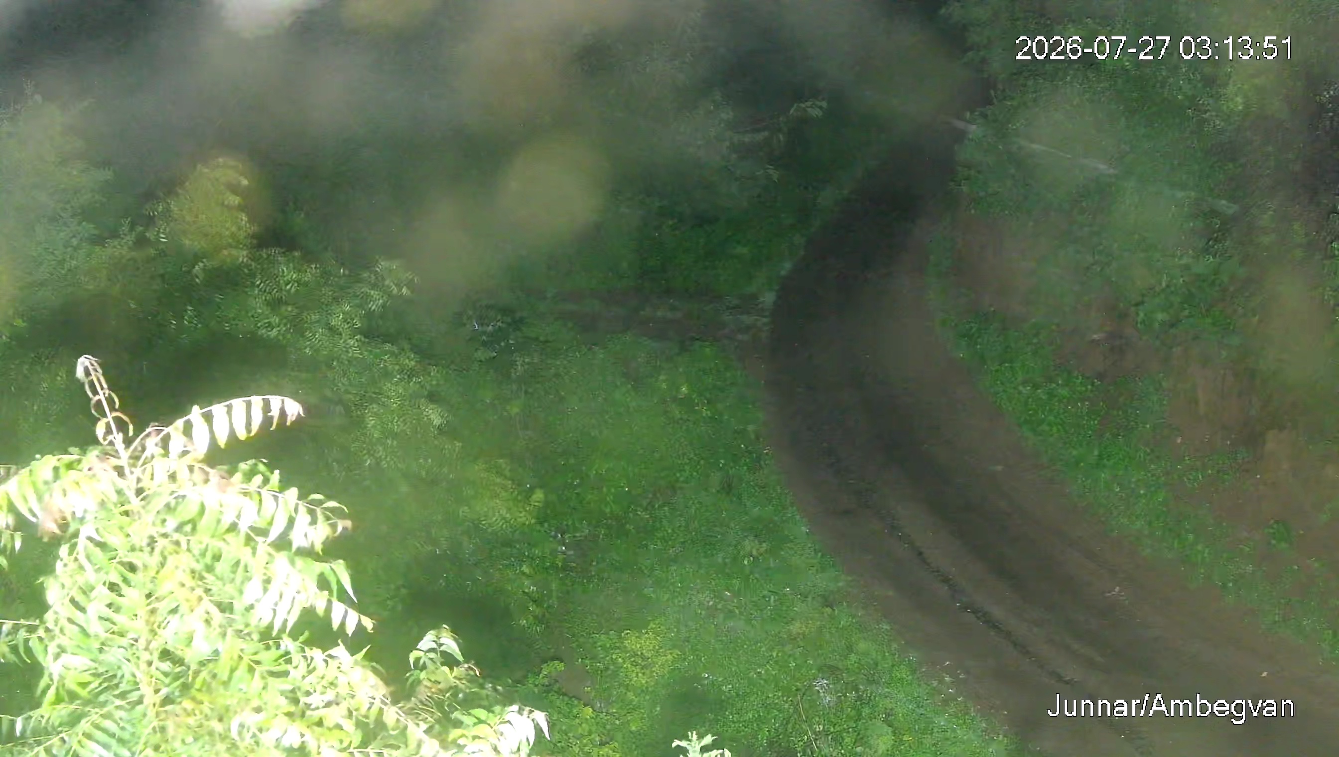 Leopard Image