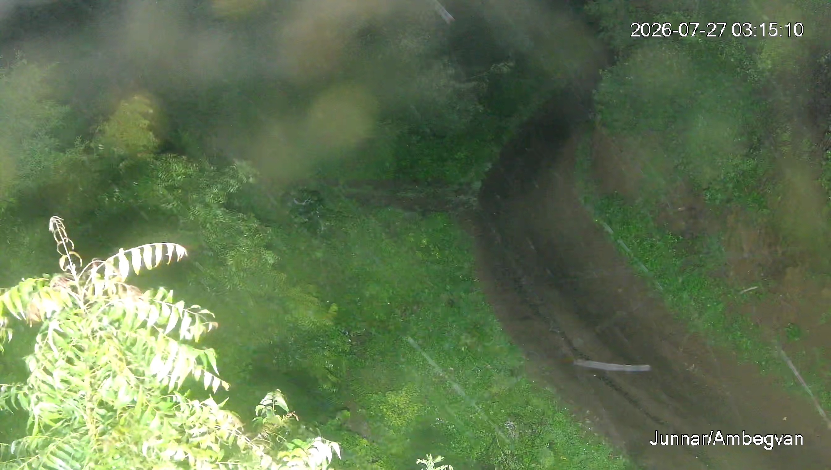 Leopard Image