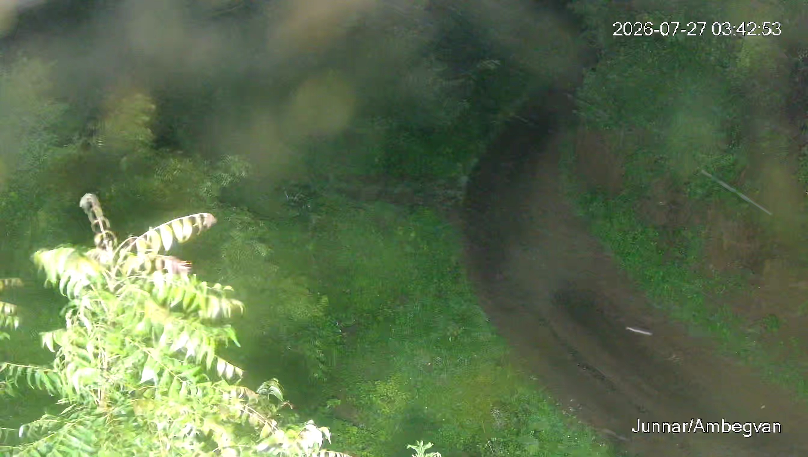 Leopard Image
