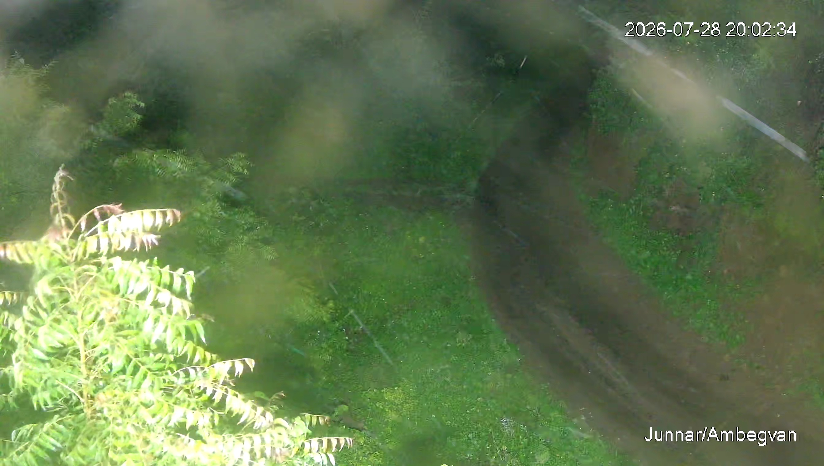 Leopard Image