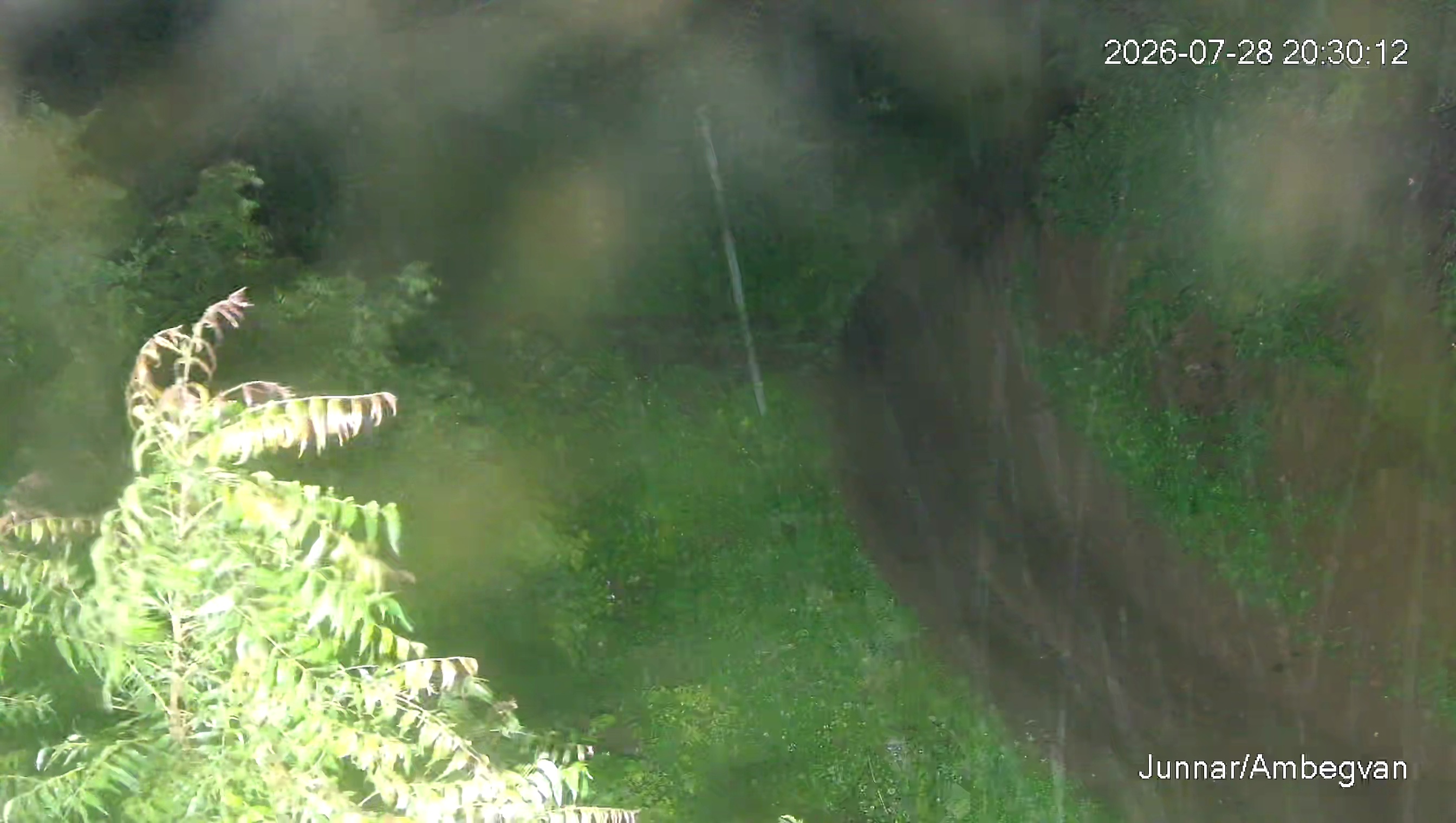 Leopard Image