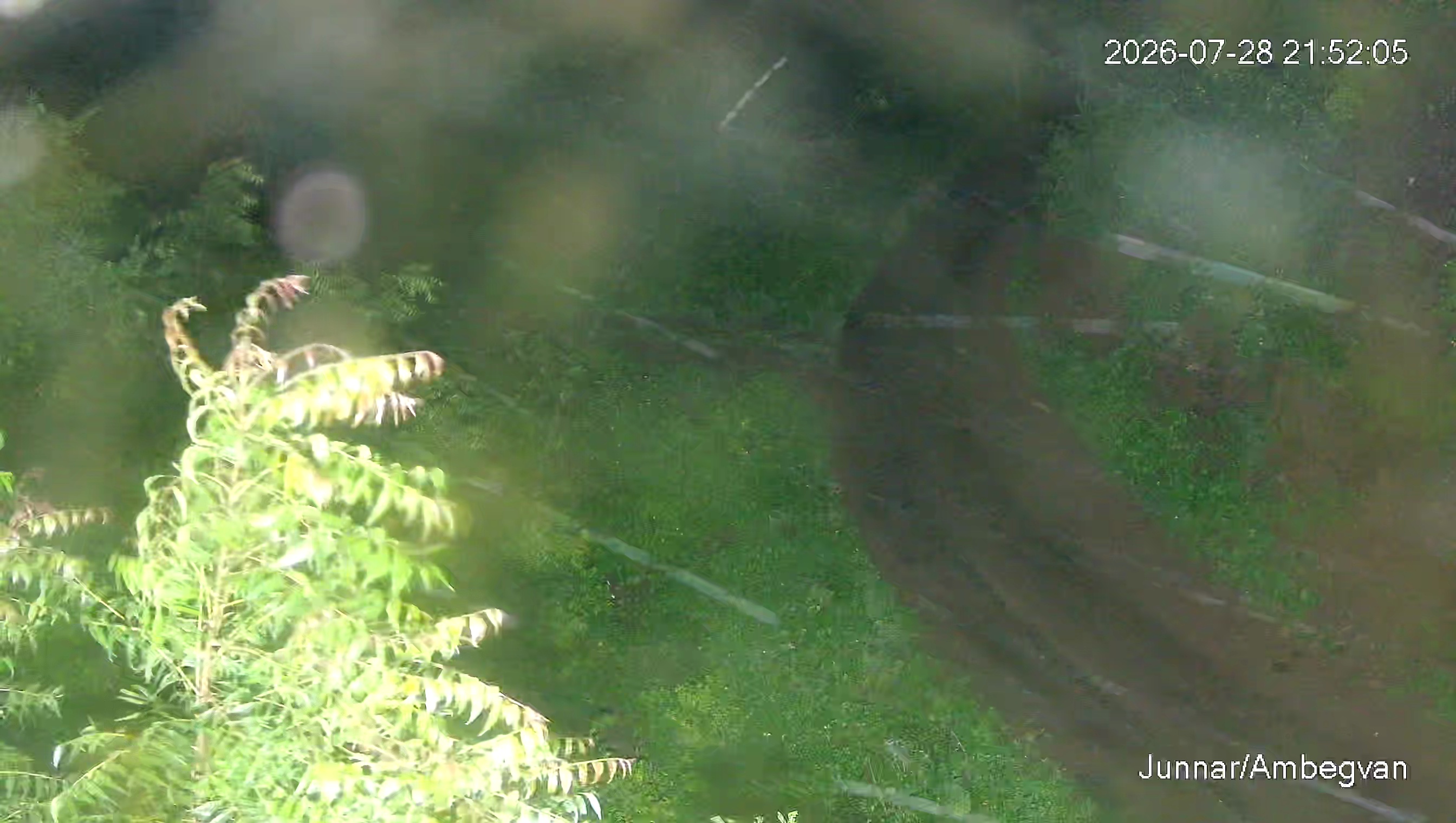 Leopard Image