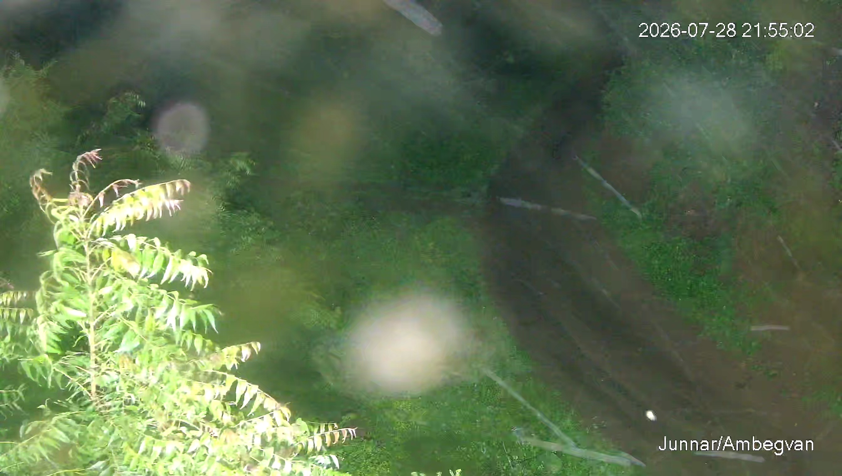 Leopard Image