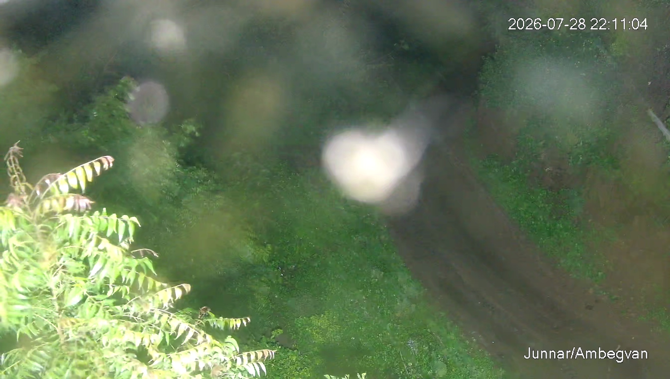 Leopard Image