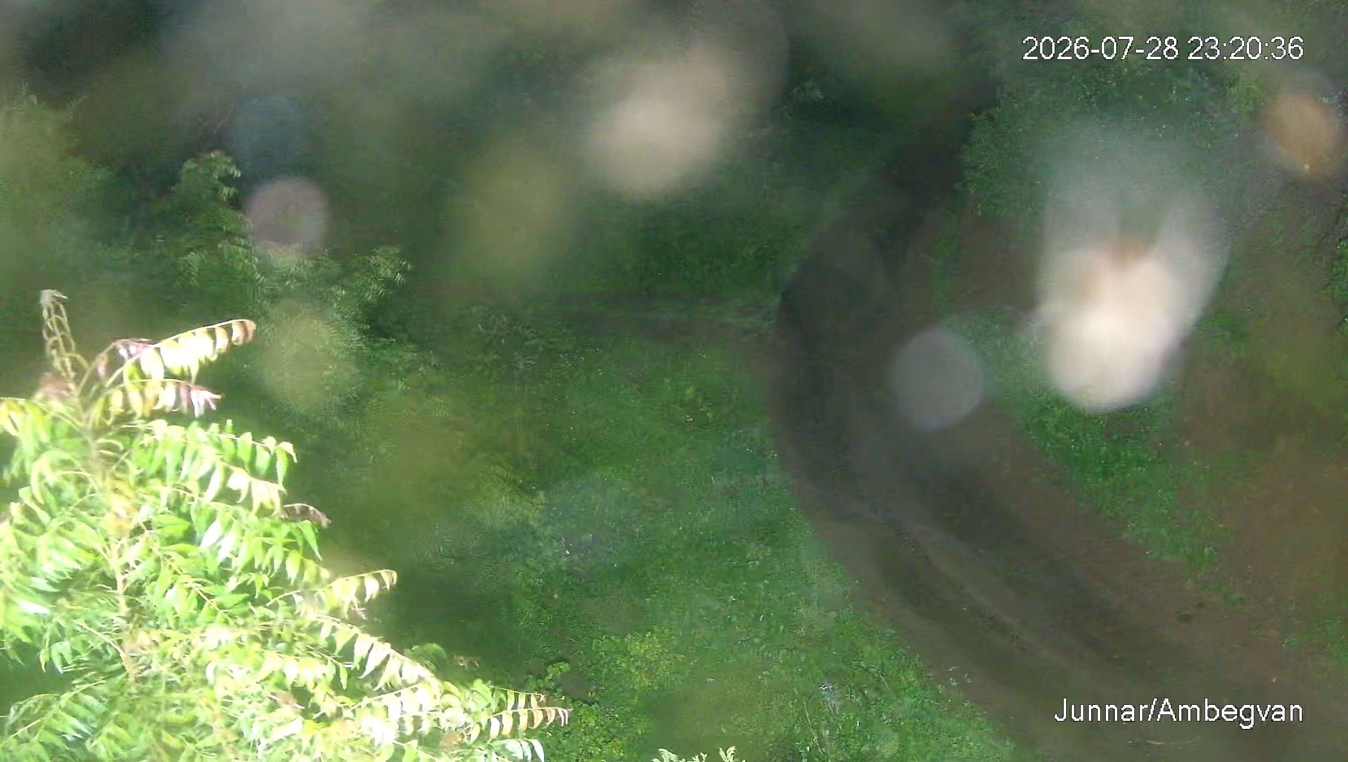 Leopard Image