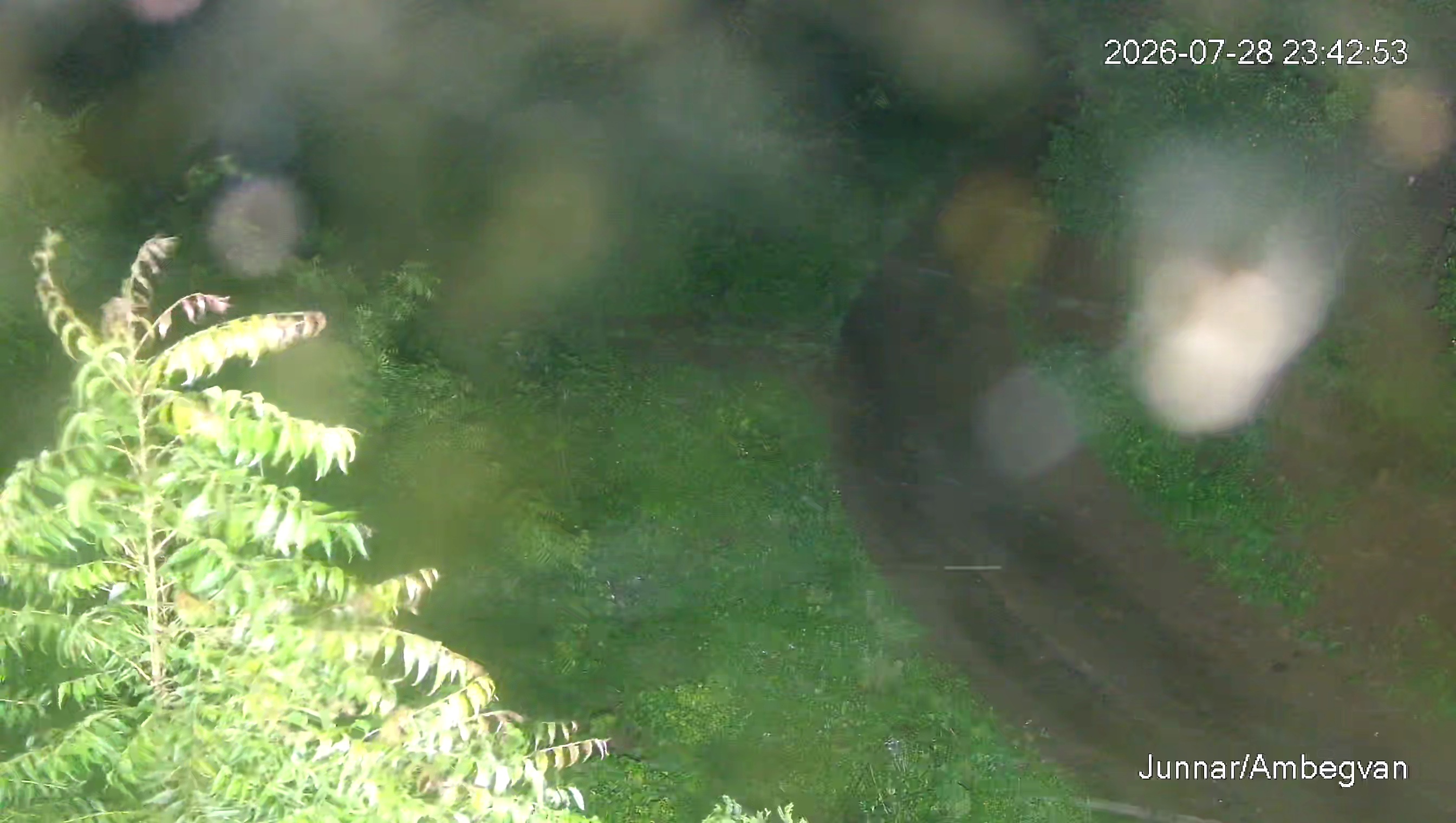 Leopard Image