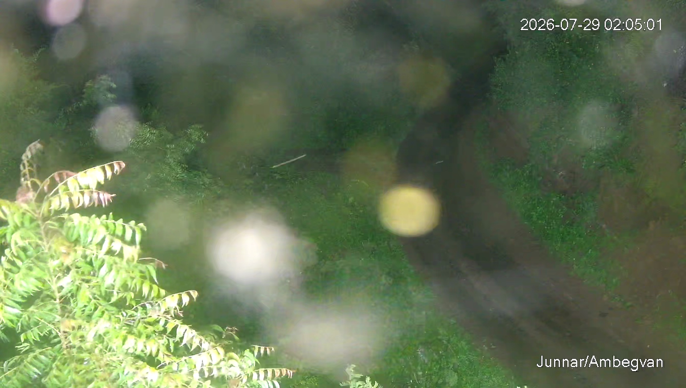 Leopard Image