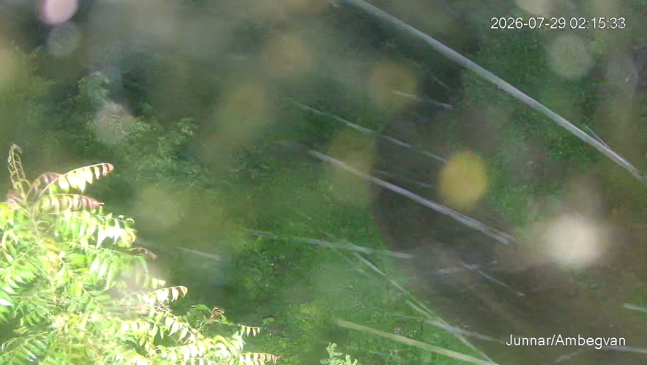 Leopard Image