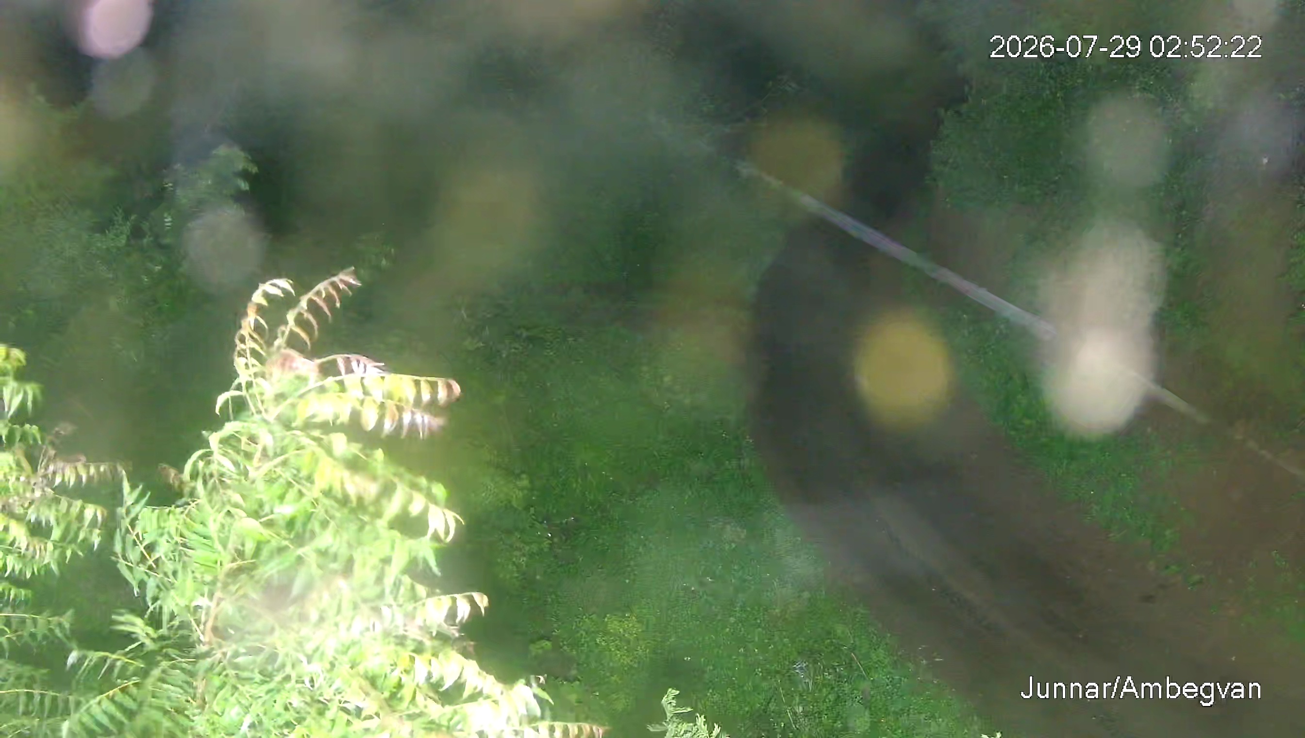 Leopard Image