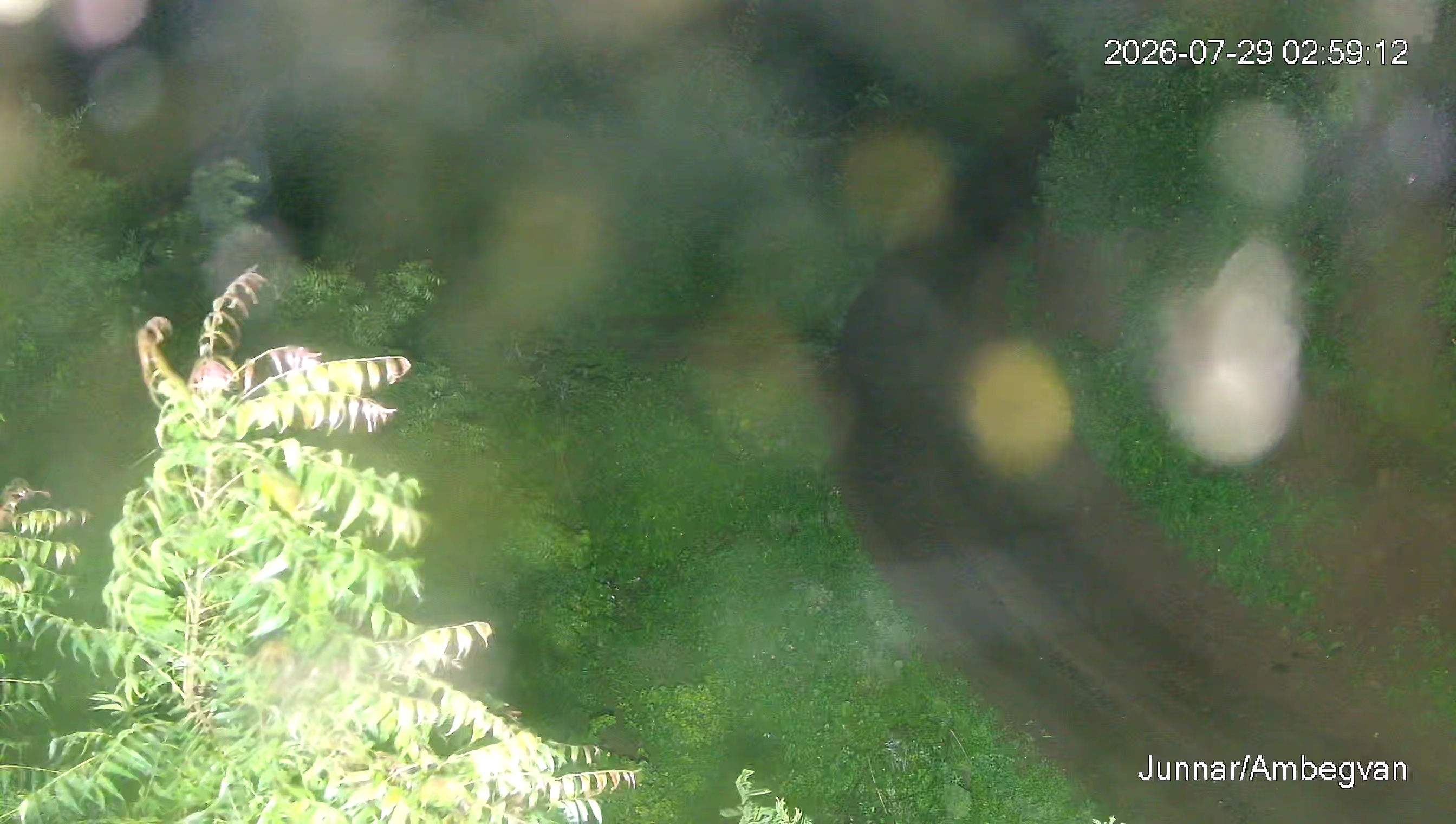Leopard Image