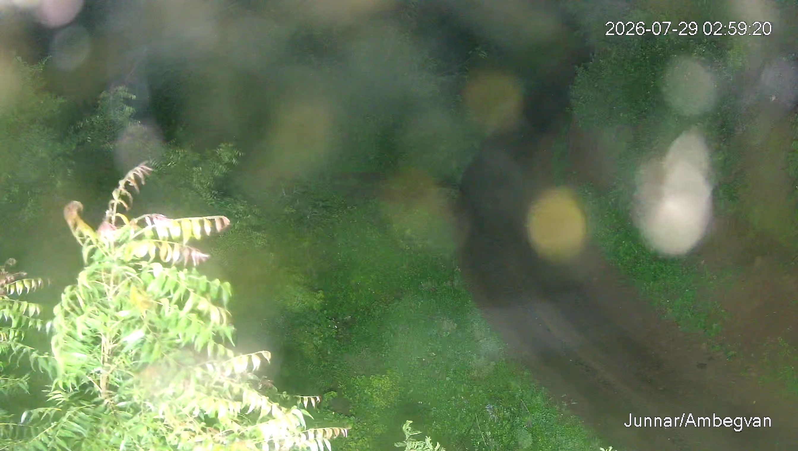 Leopard Image