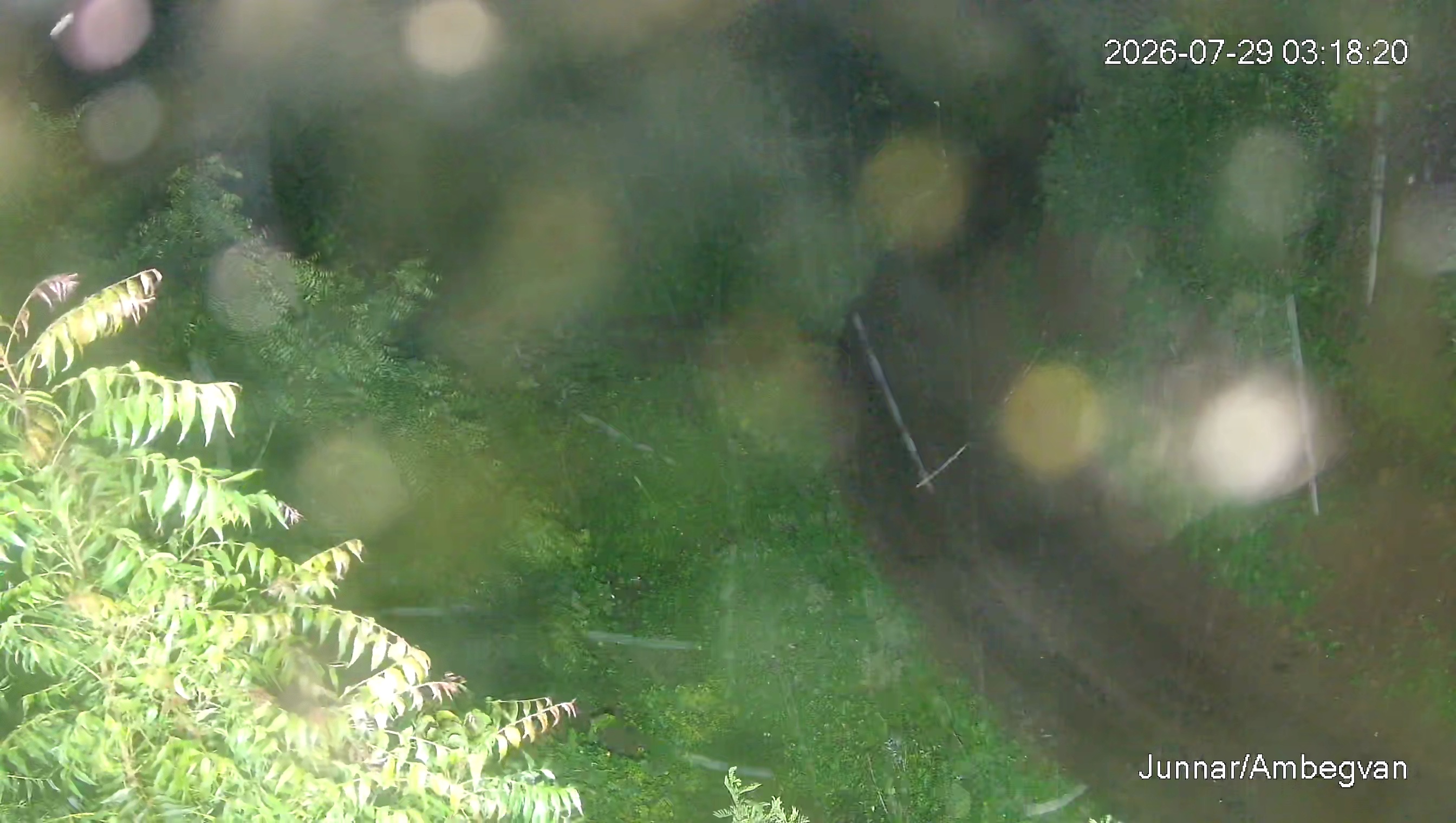 Leopard Image