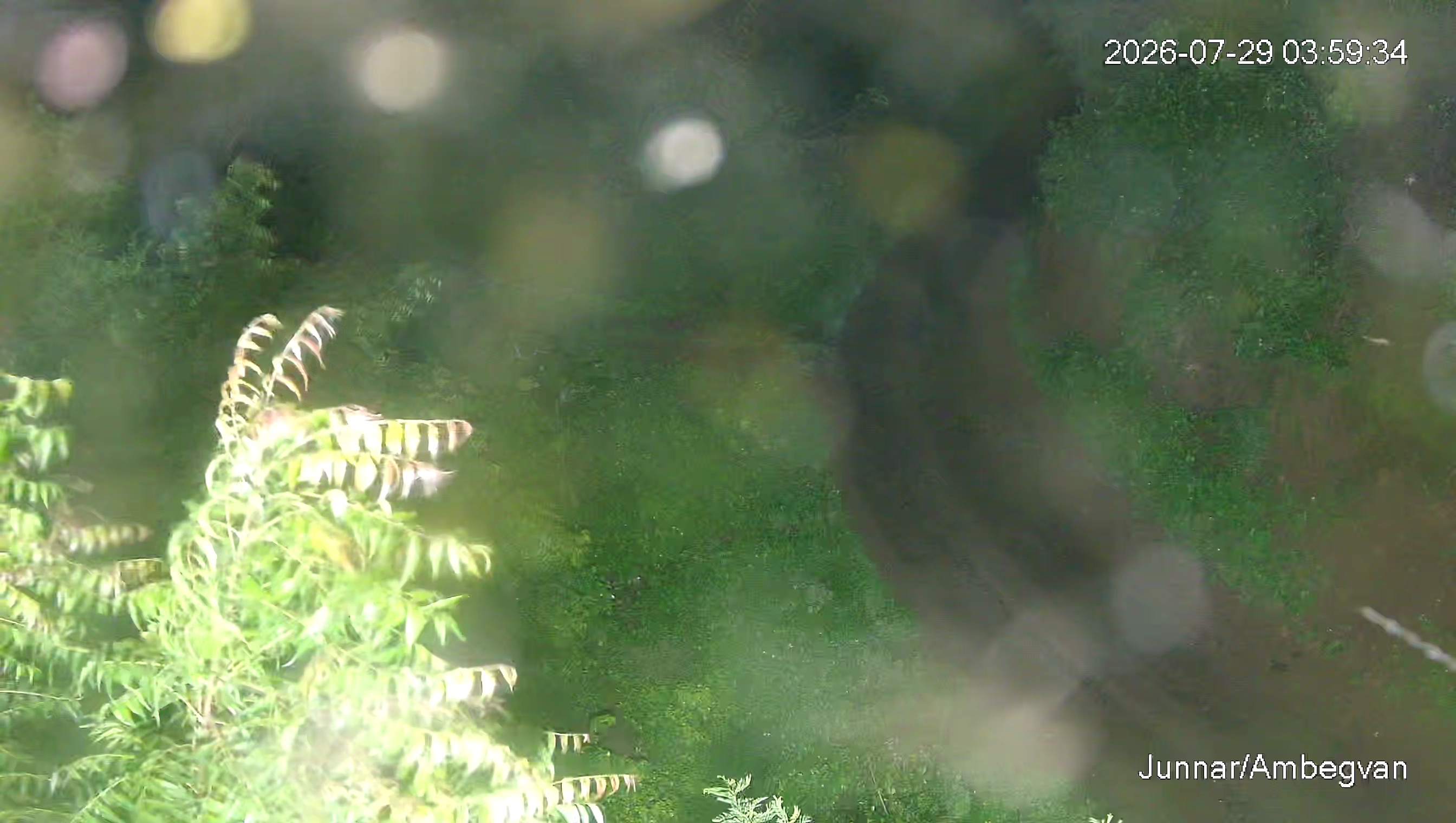 Leopard Image