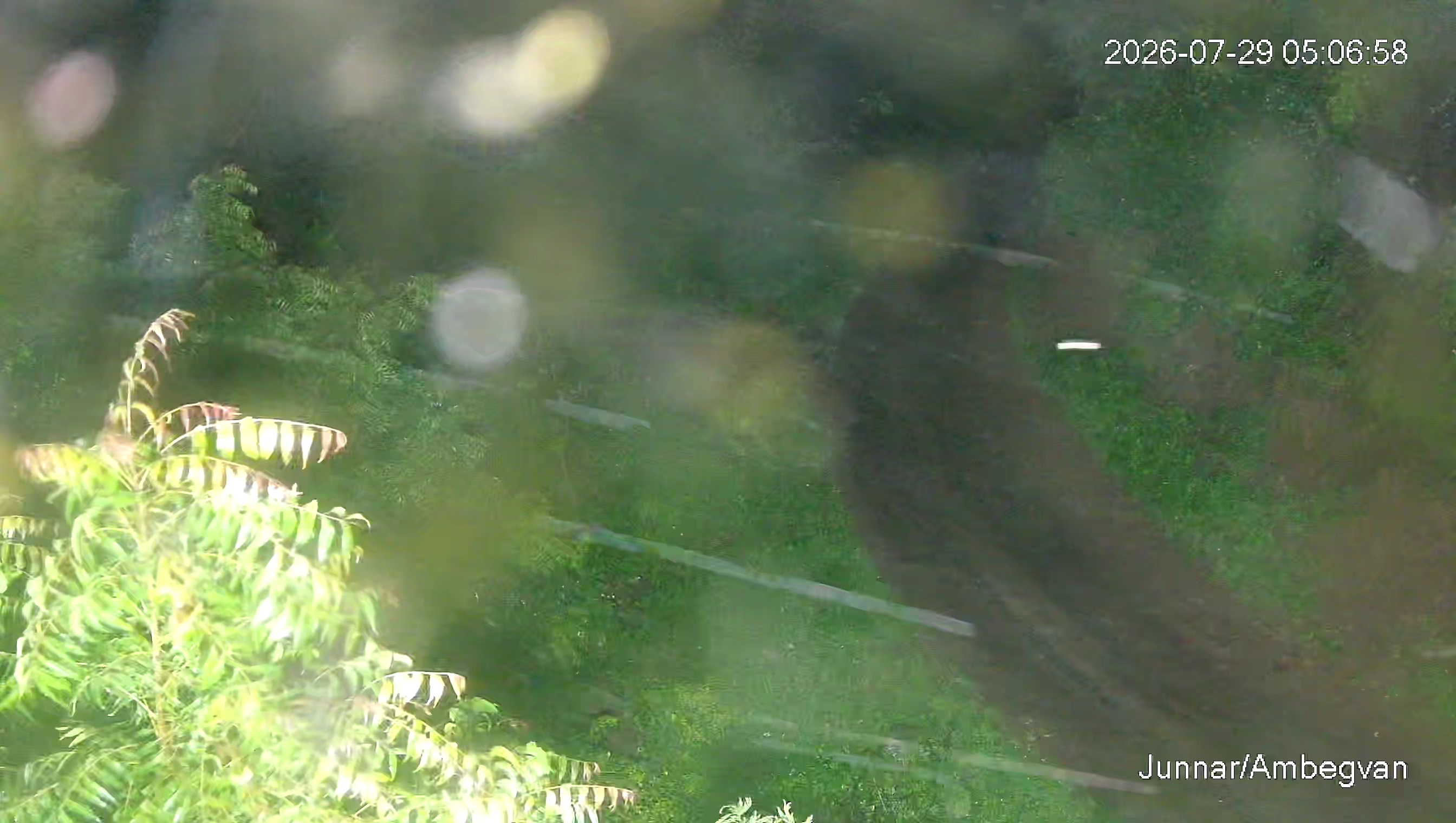 Leopard Image