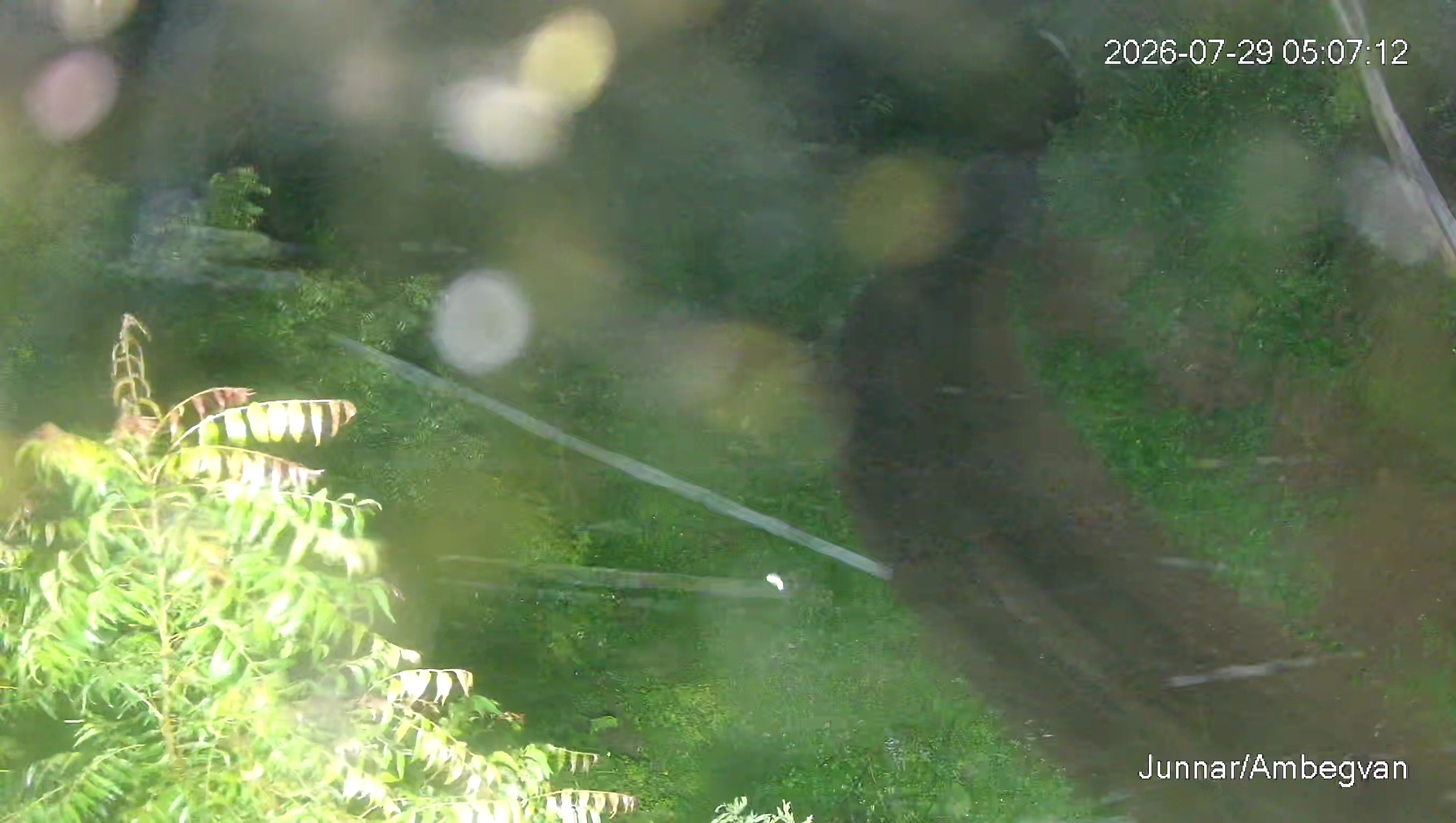 Leopard Image