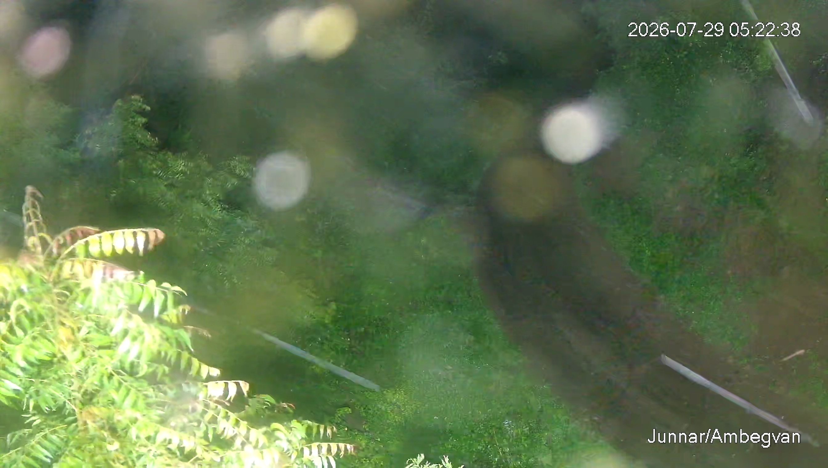Leopard Image