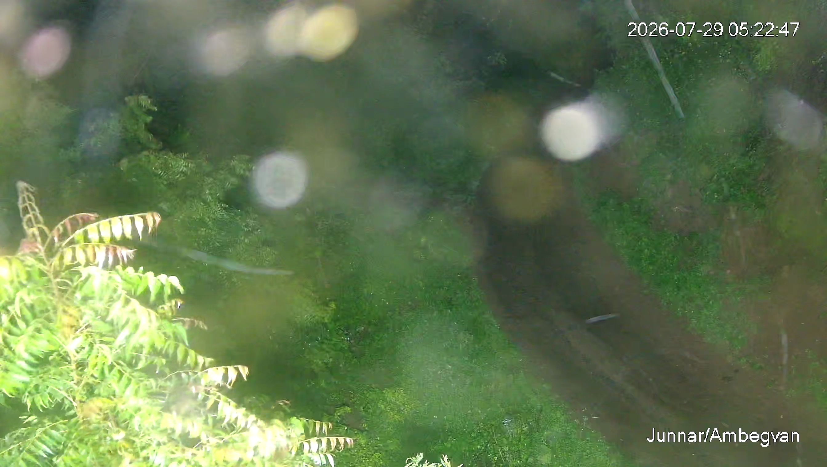 Leopard Image