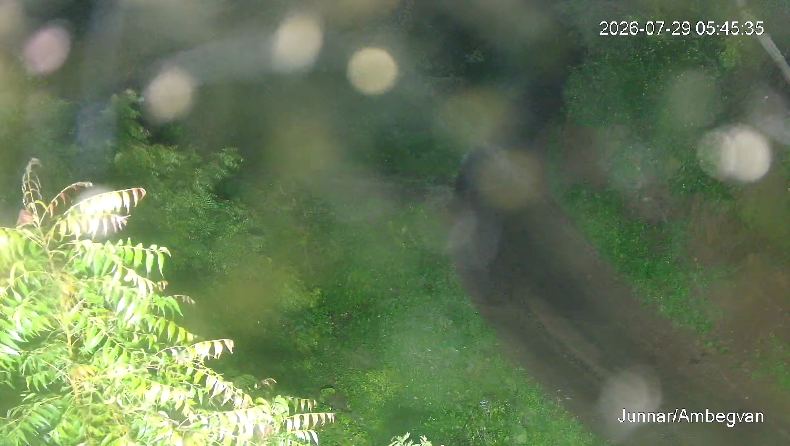 Leopard Image