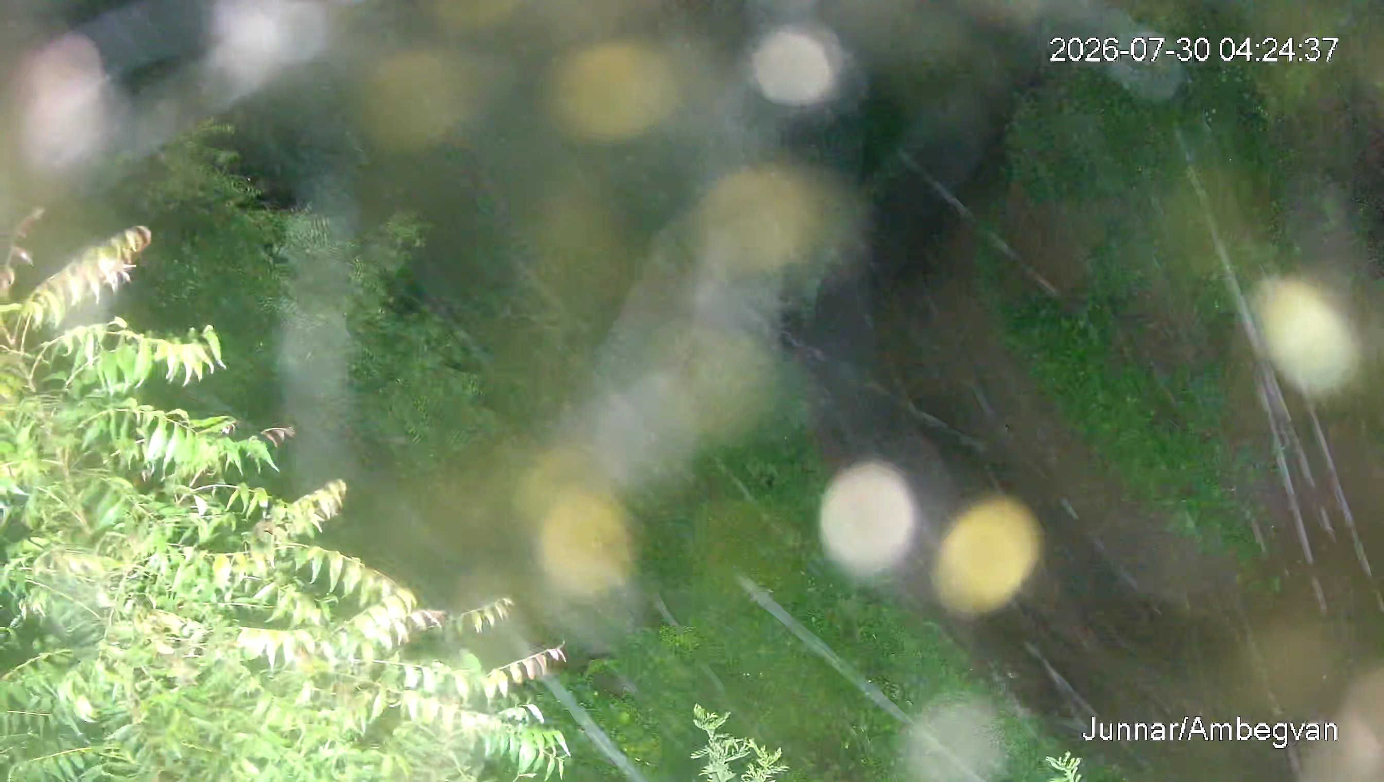 Leopard Image