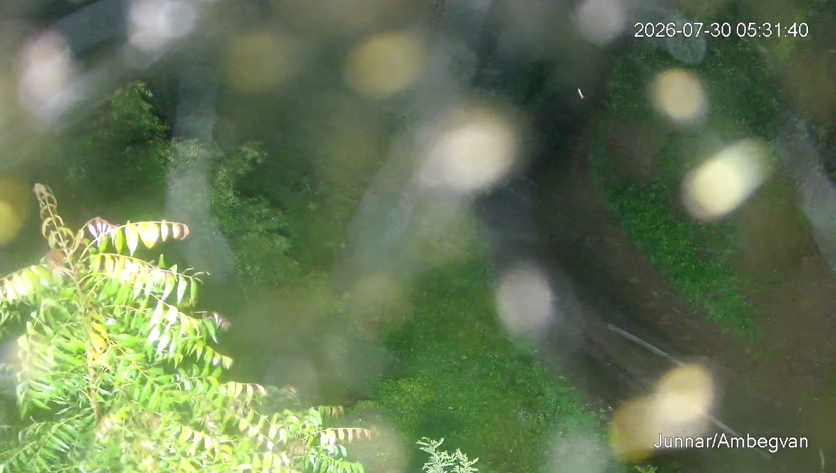 Leopard Image