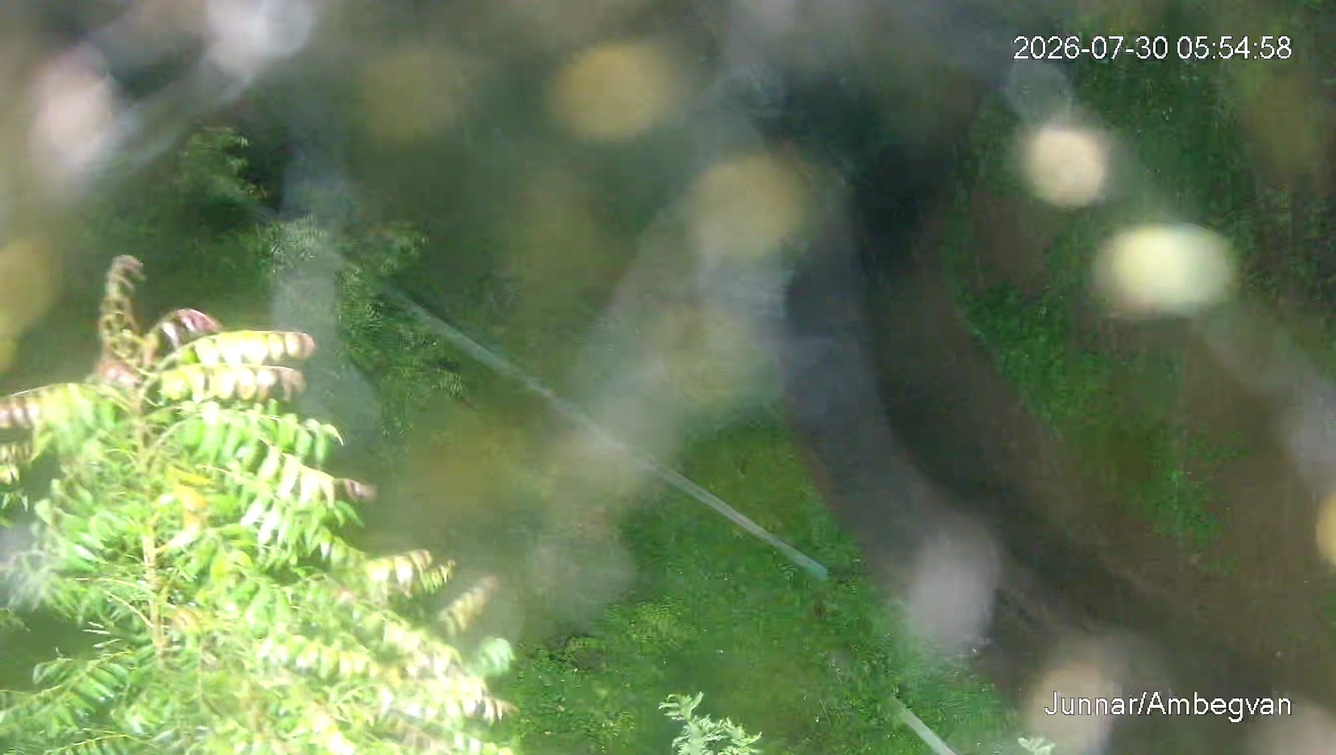Leopard Image
