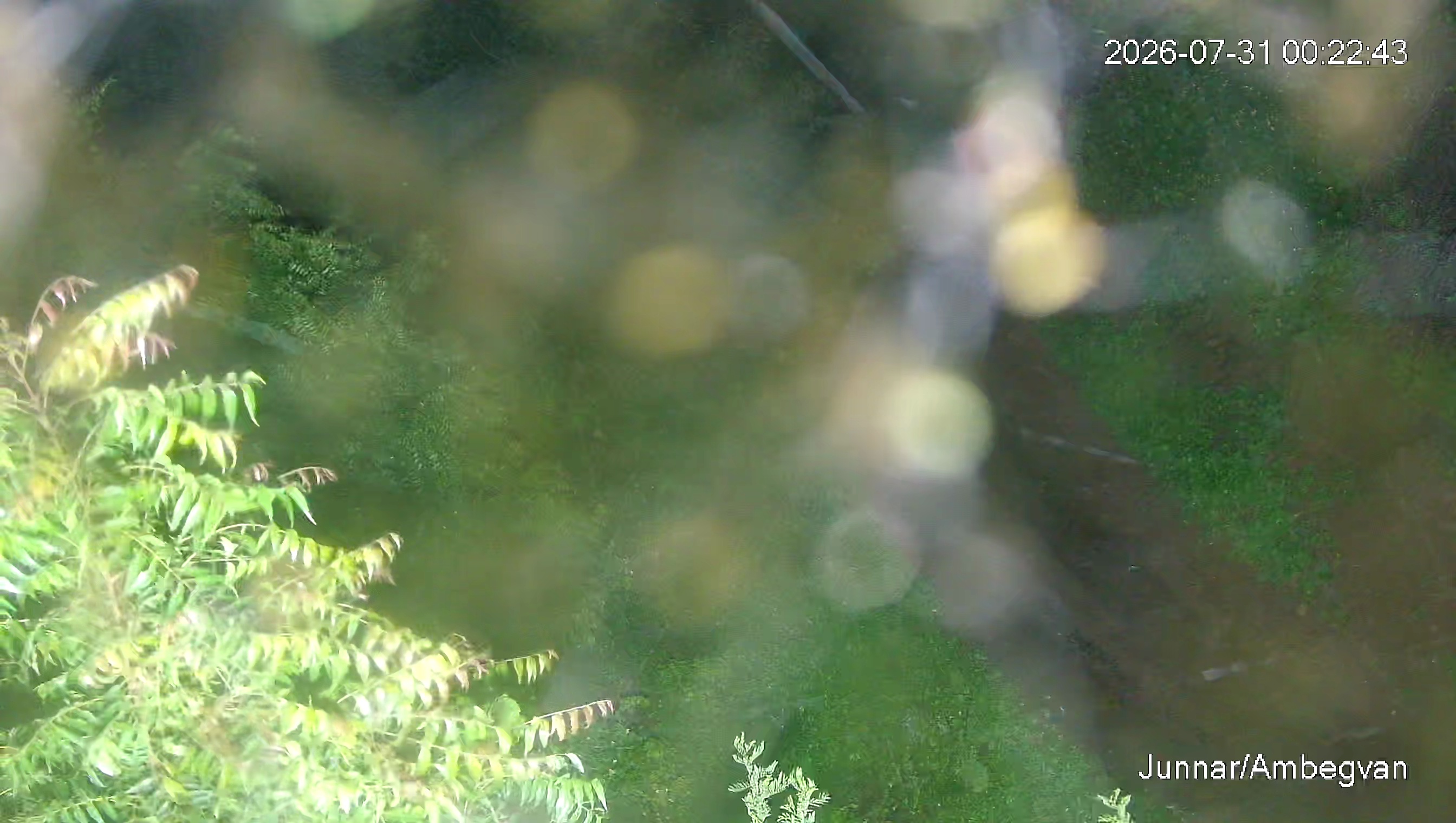 Leopard Image