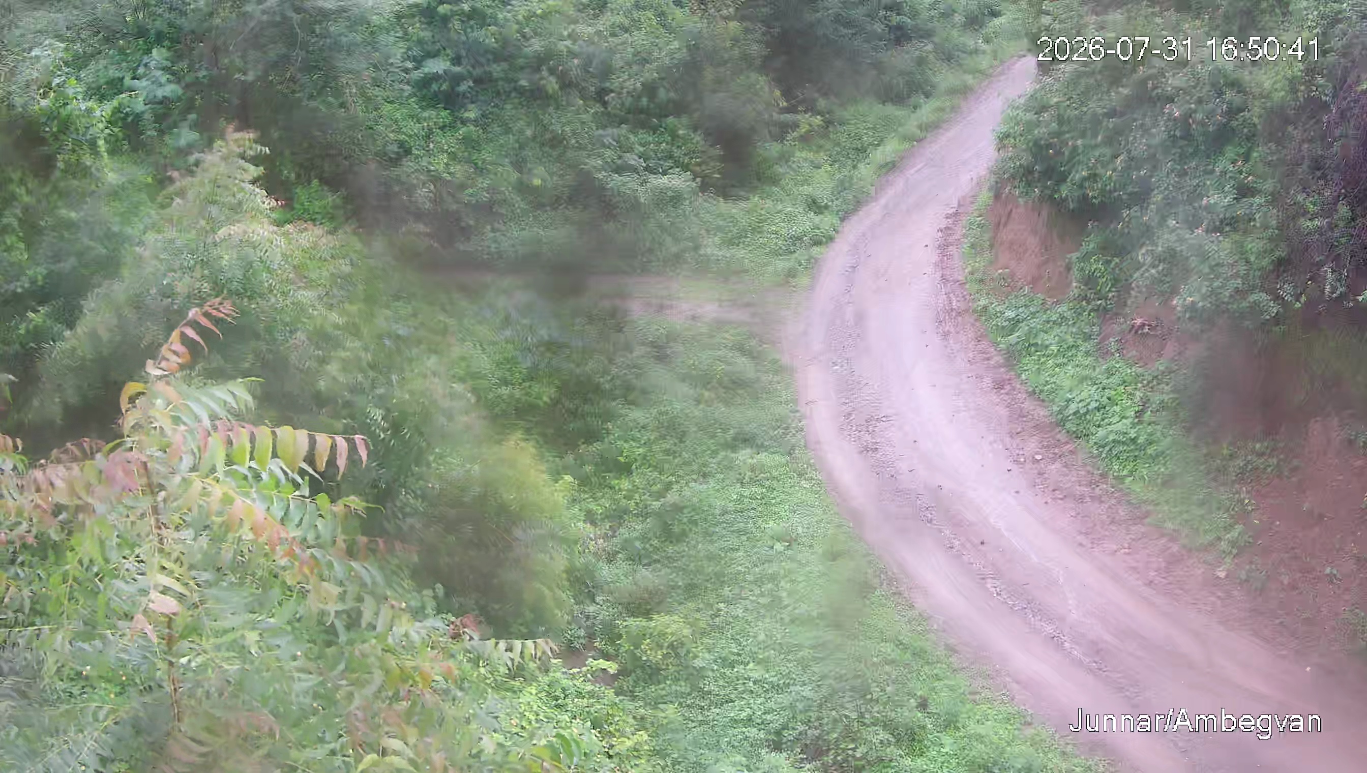 Leopard Image