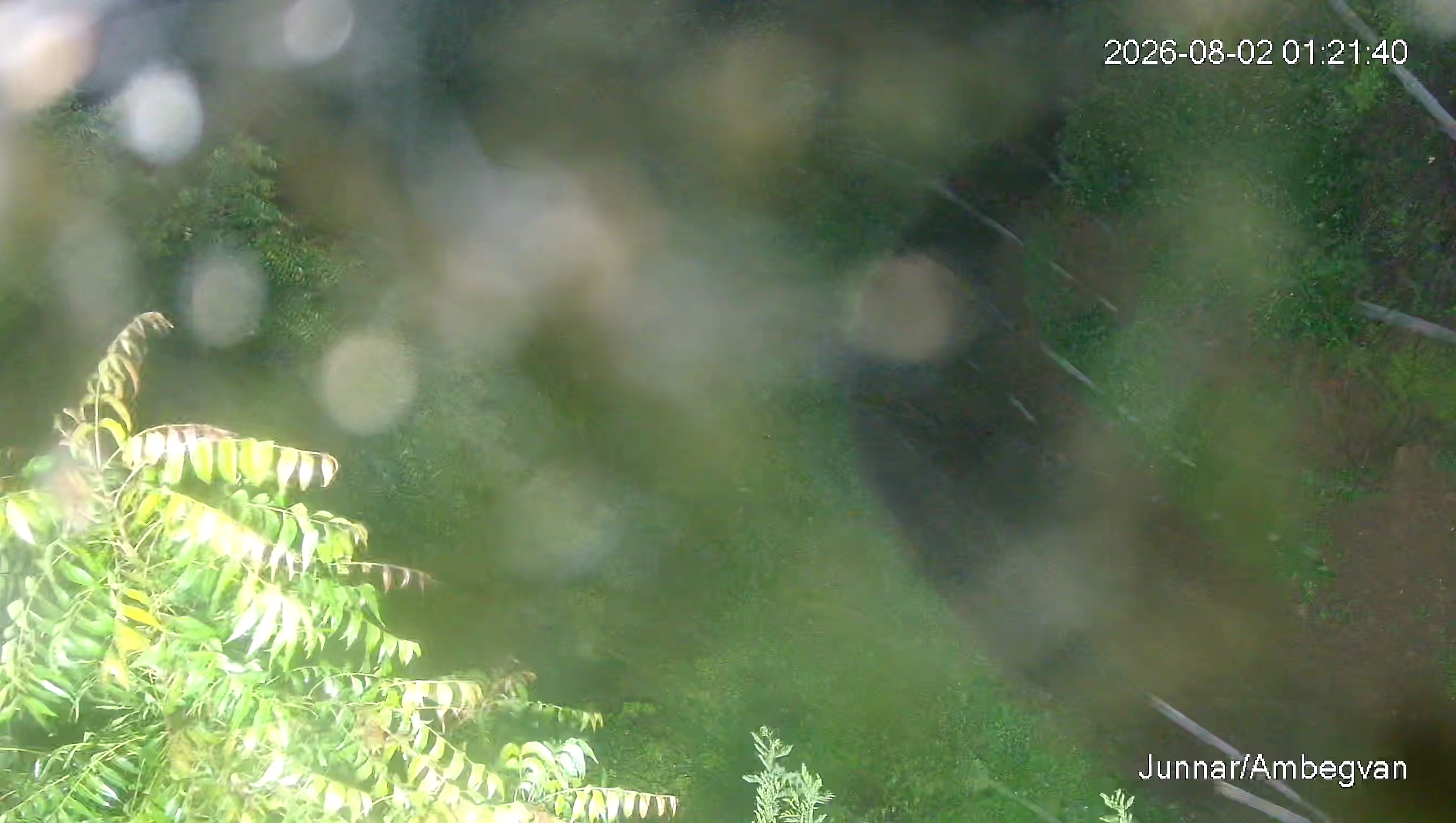 Leopard Image