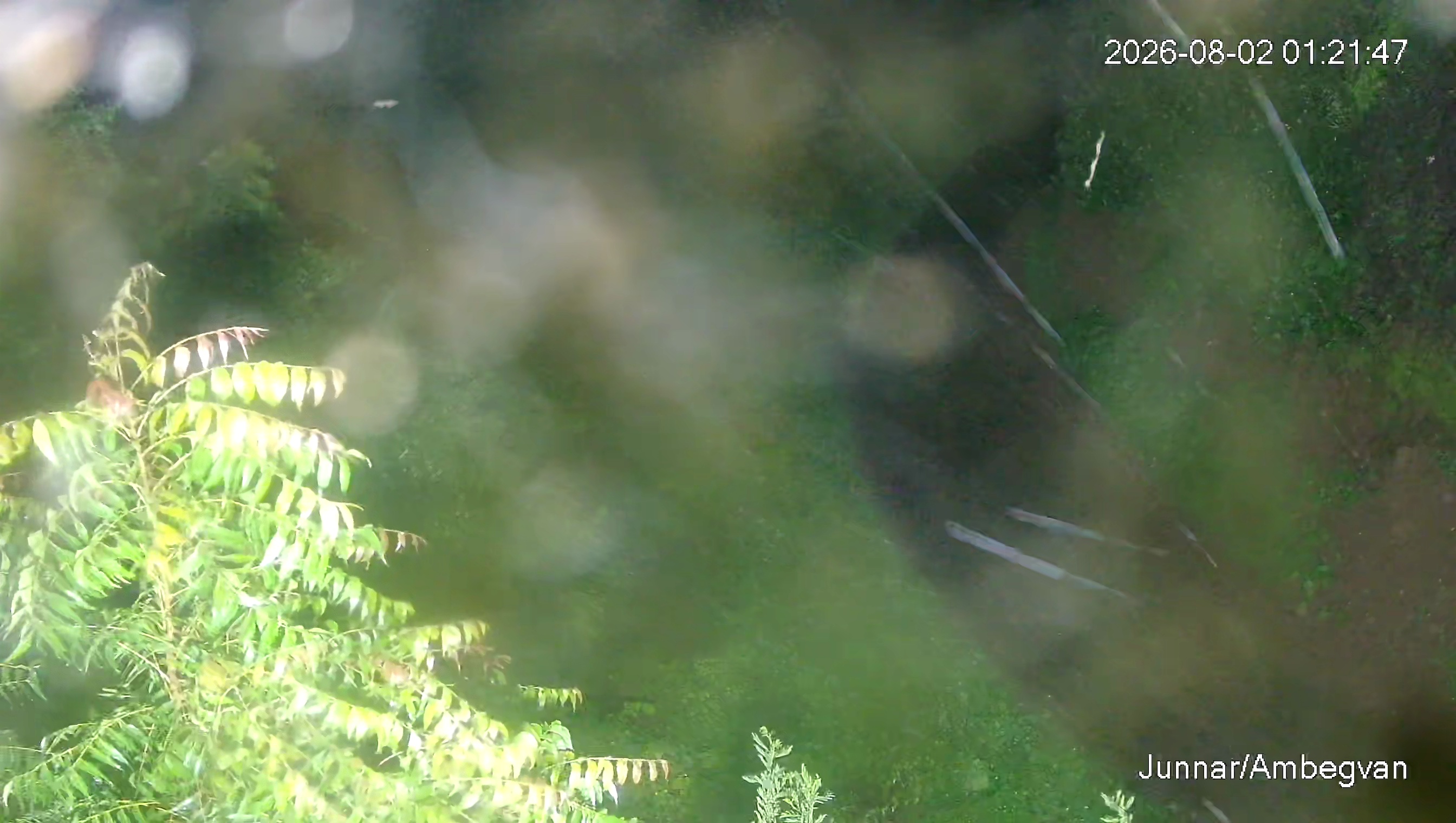 Leopard Image