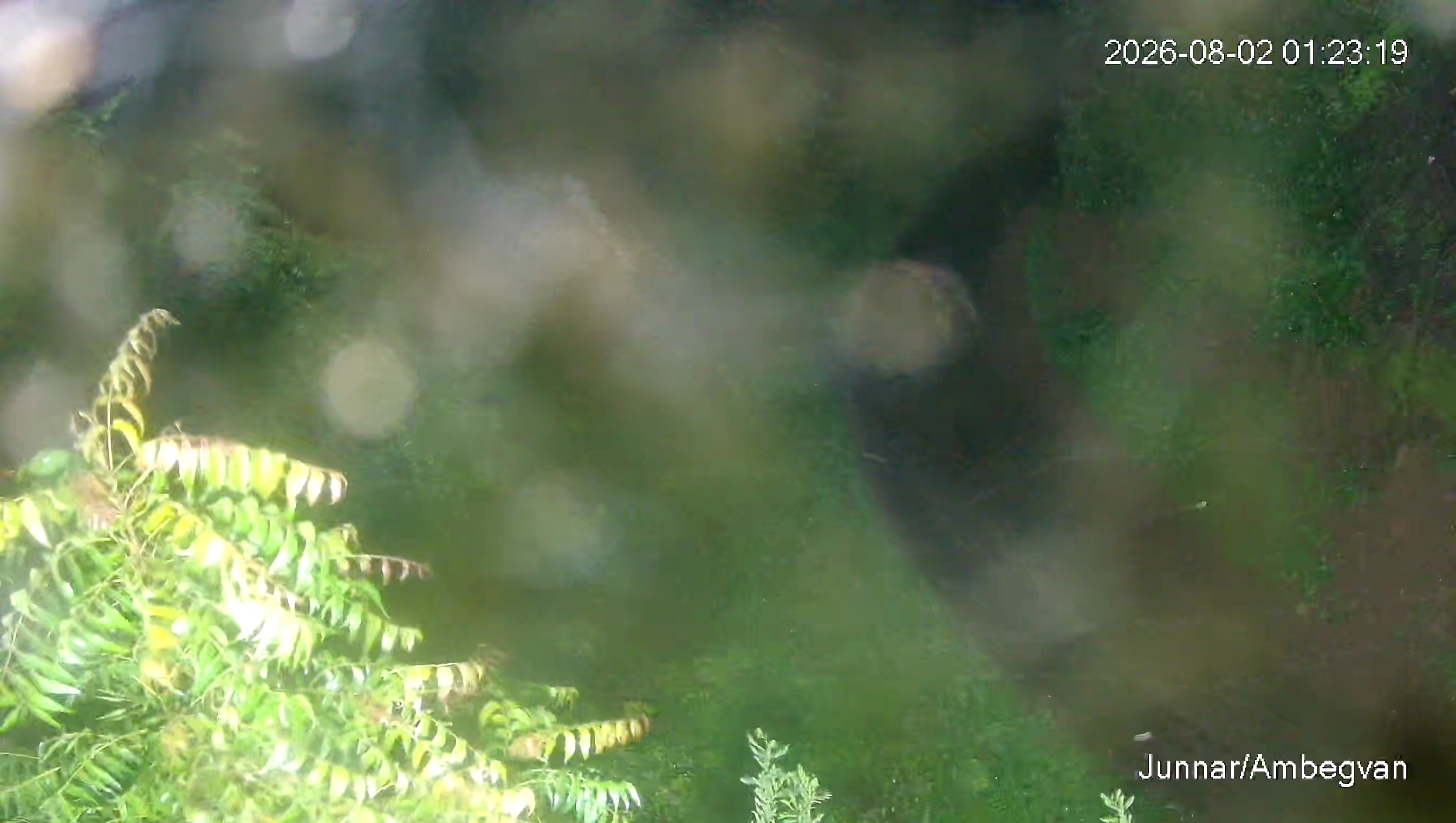 Leopard Image