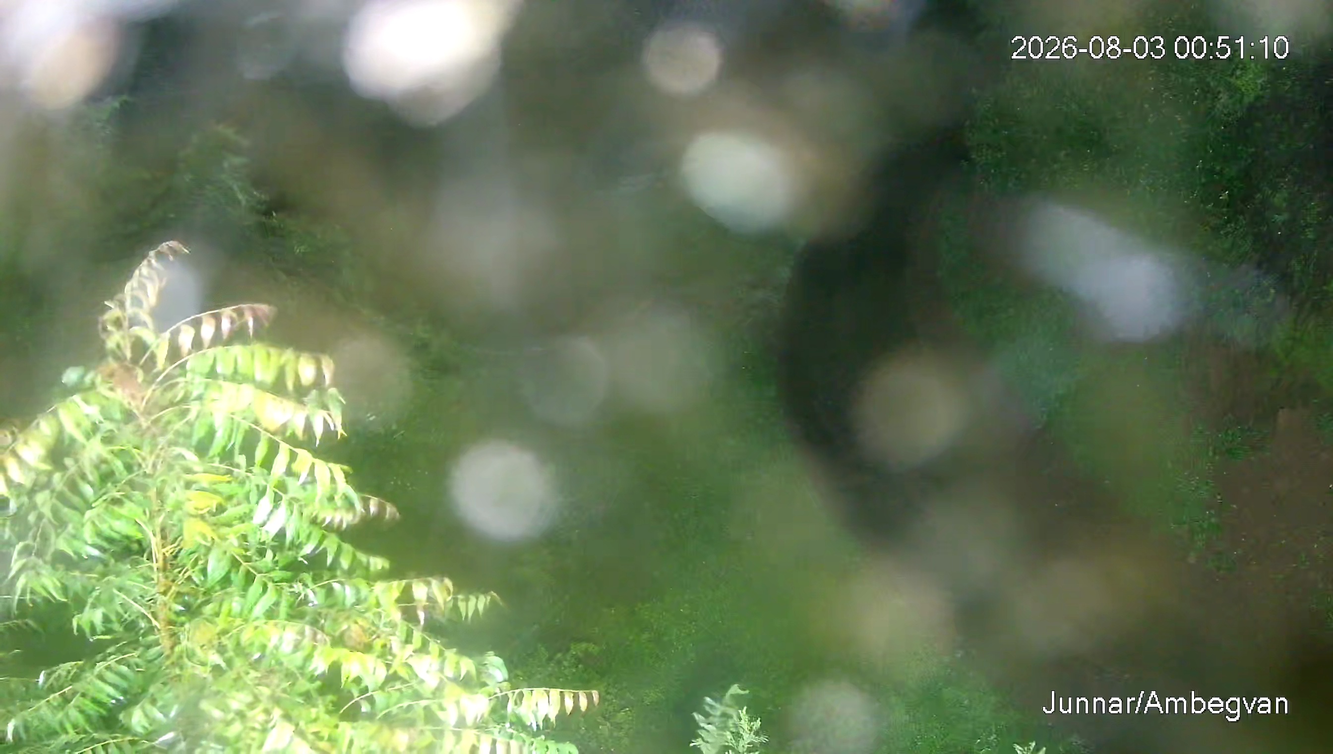 Leopard Image