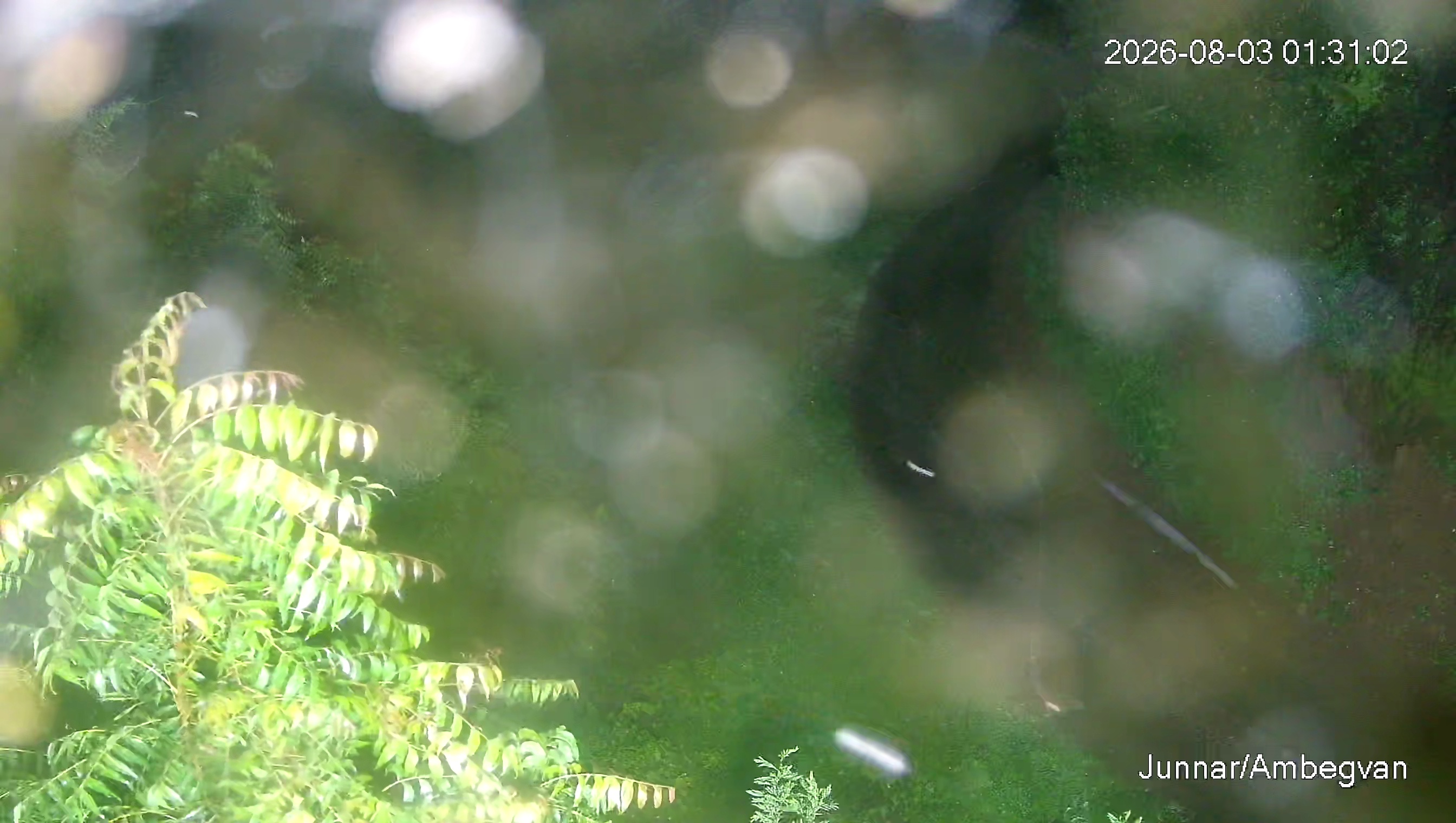 Leopard Image