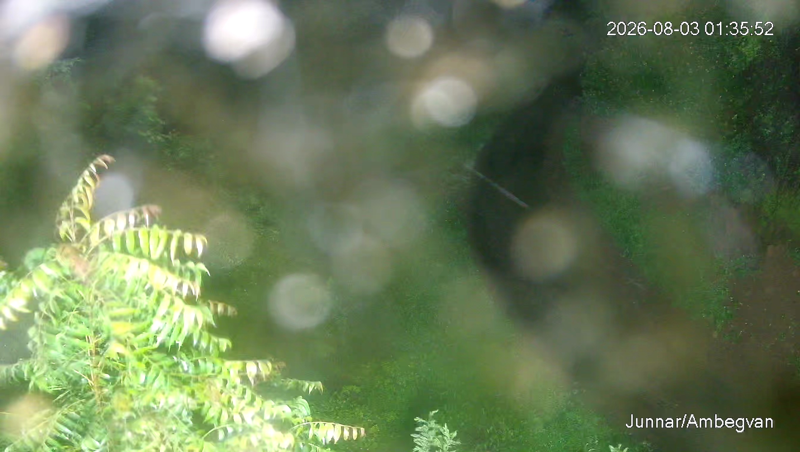 Leopard Image