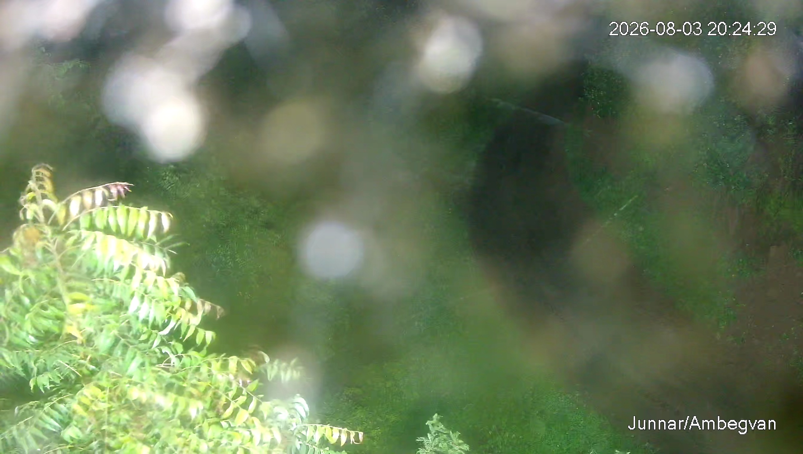 Leopard Image