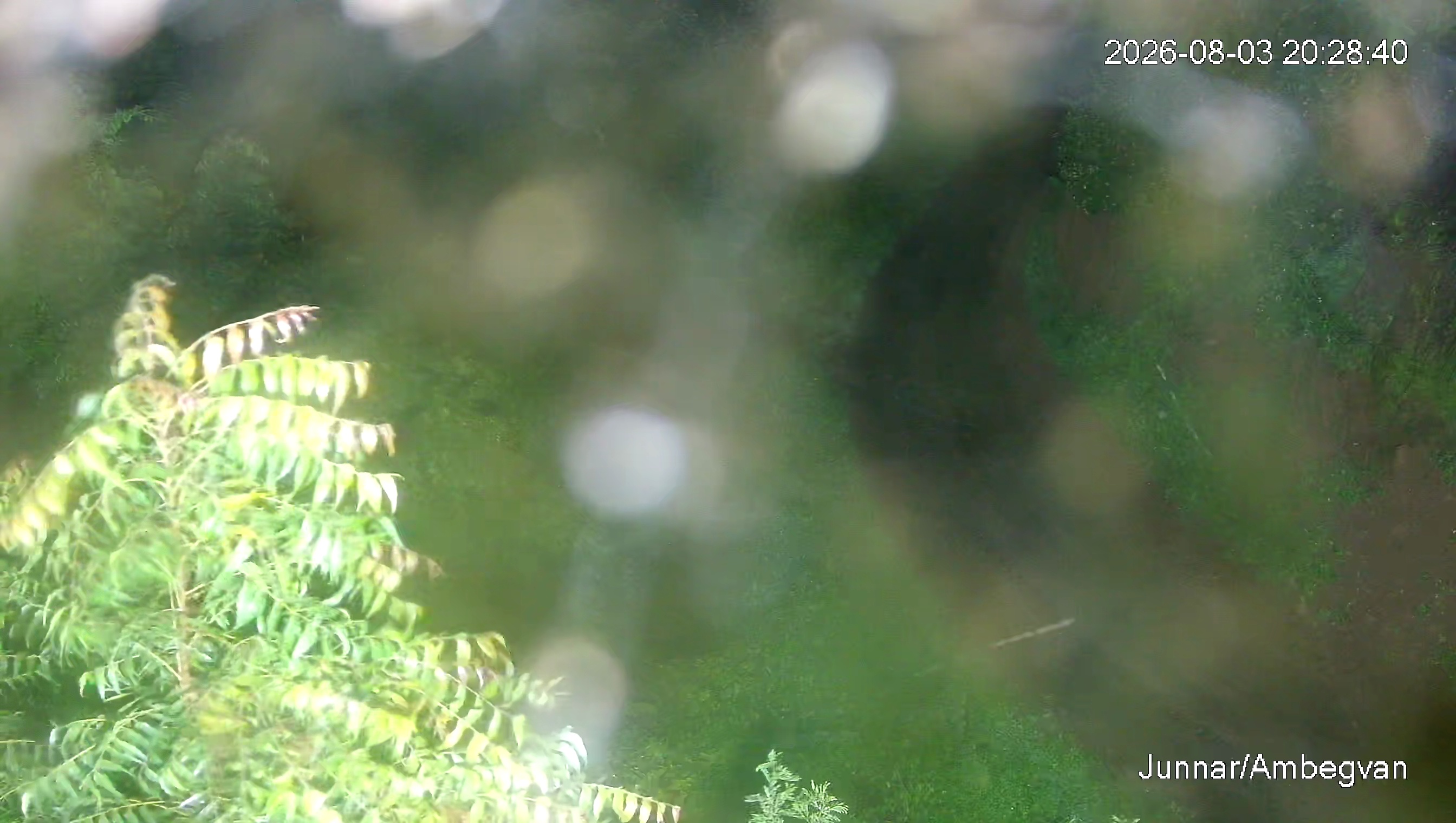 Leopard Image