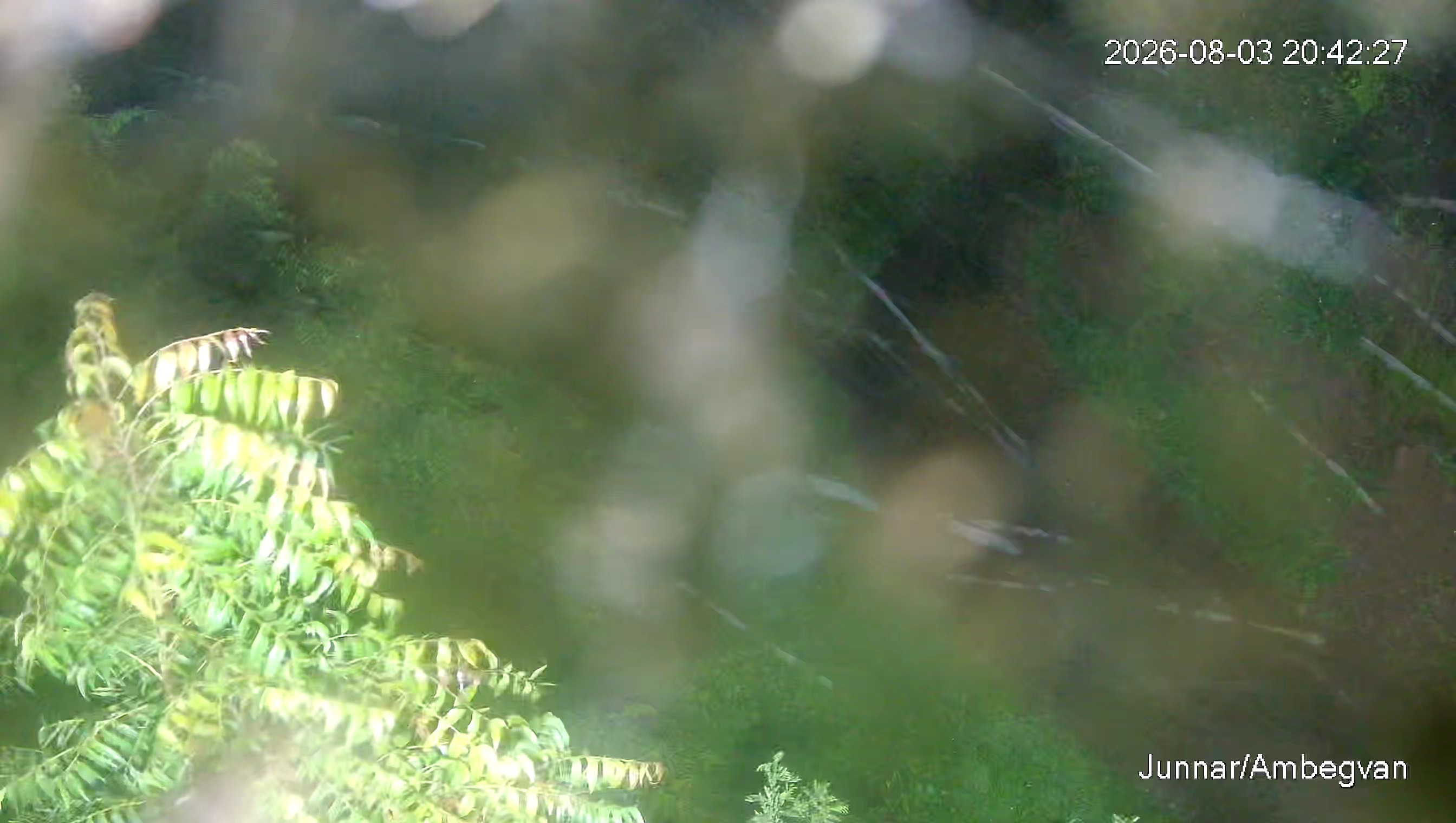 Leopard Image