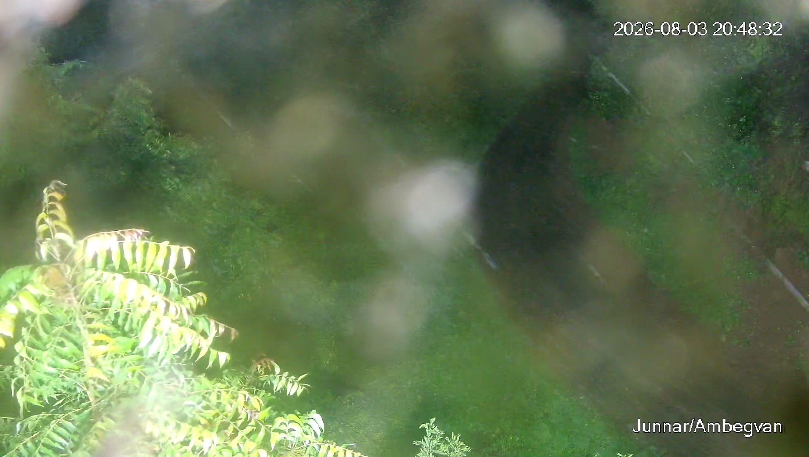 Leopard Image