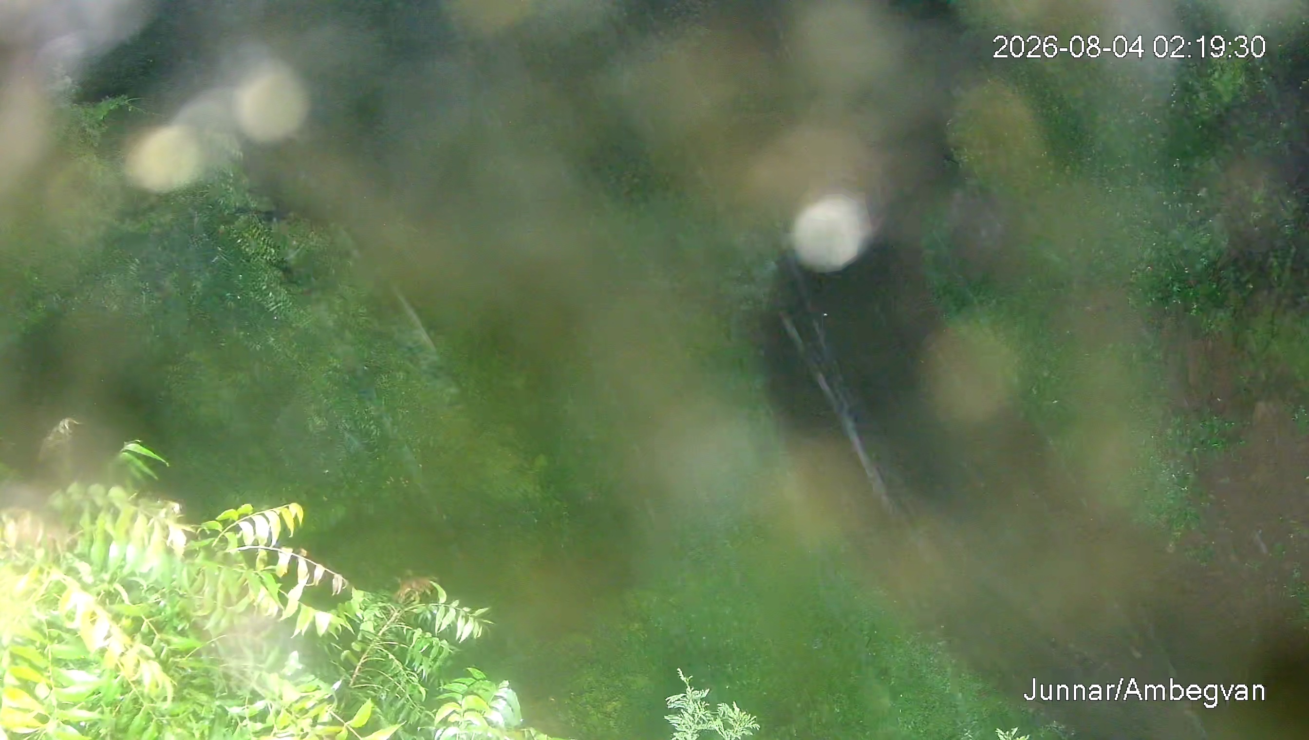 Leopard Image