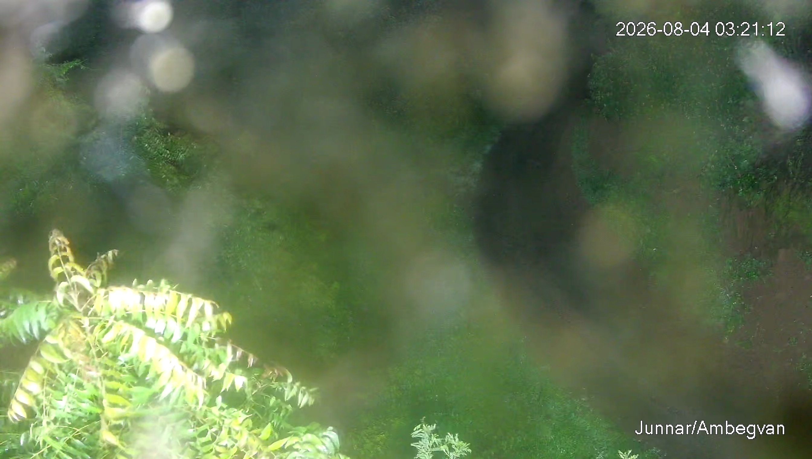 Leopard Image