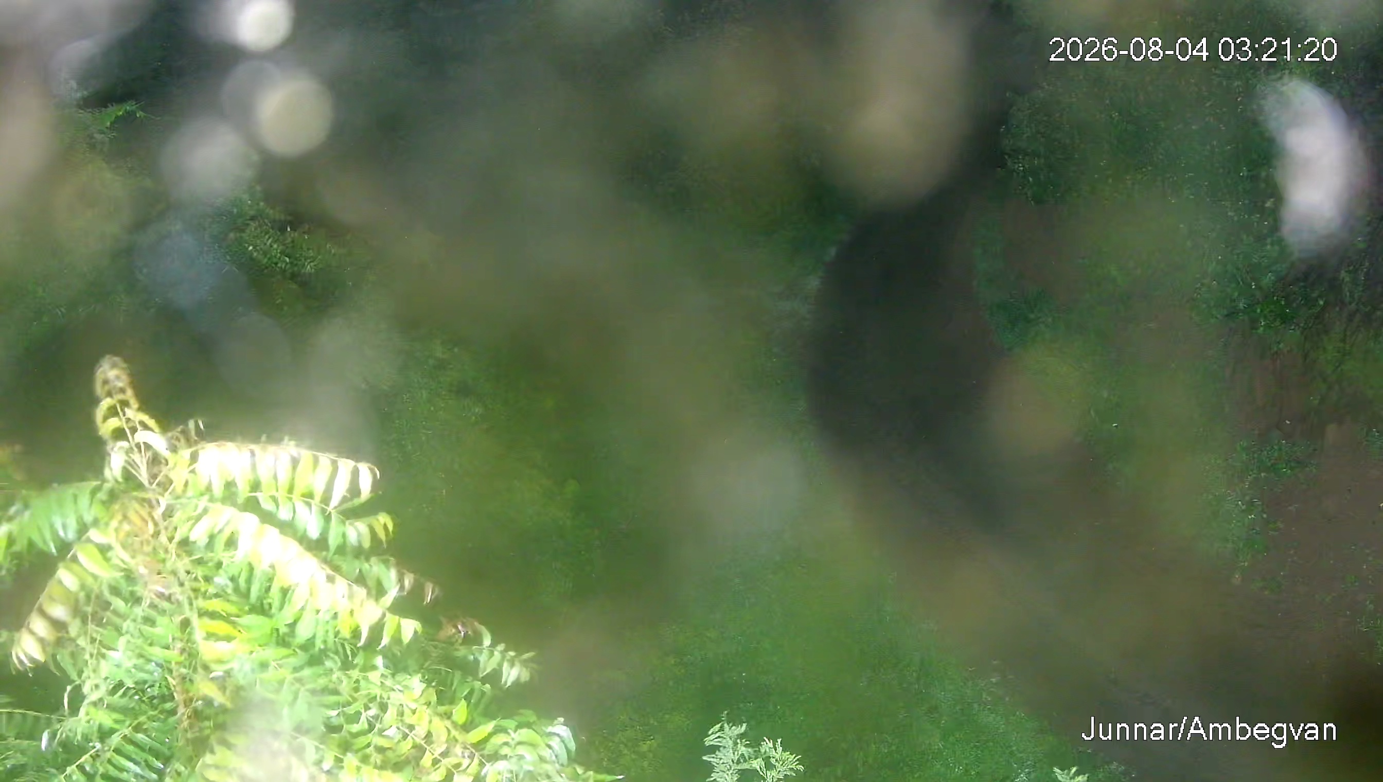 Leopard Image